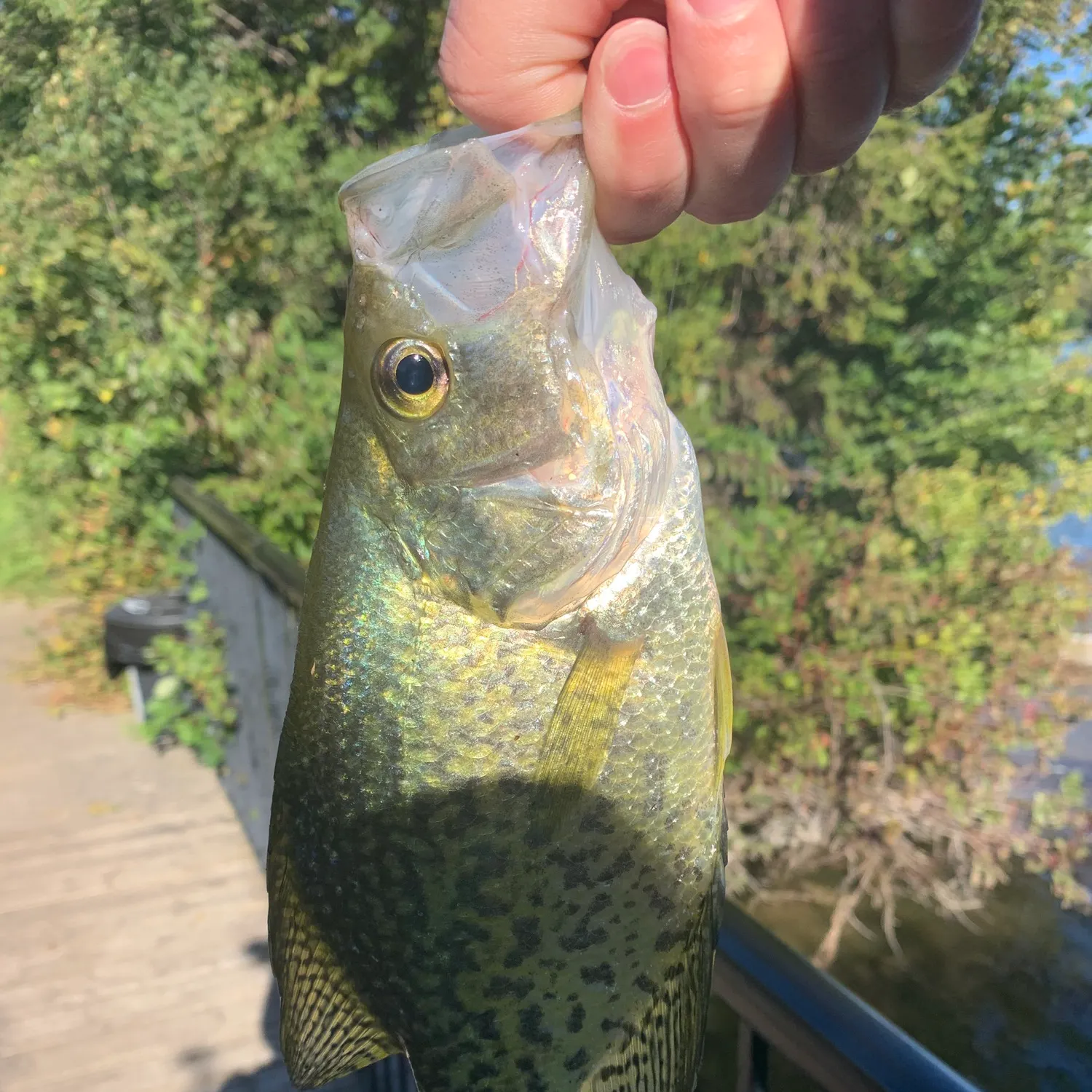 Black crappie caught on Fishbrain