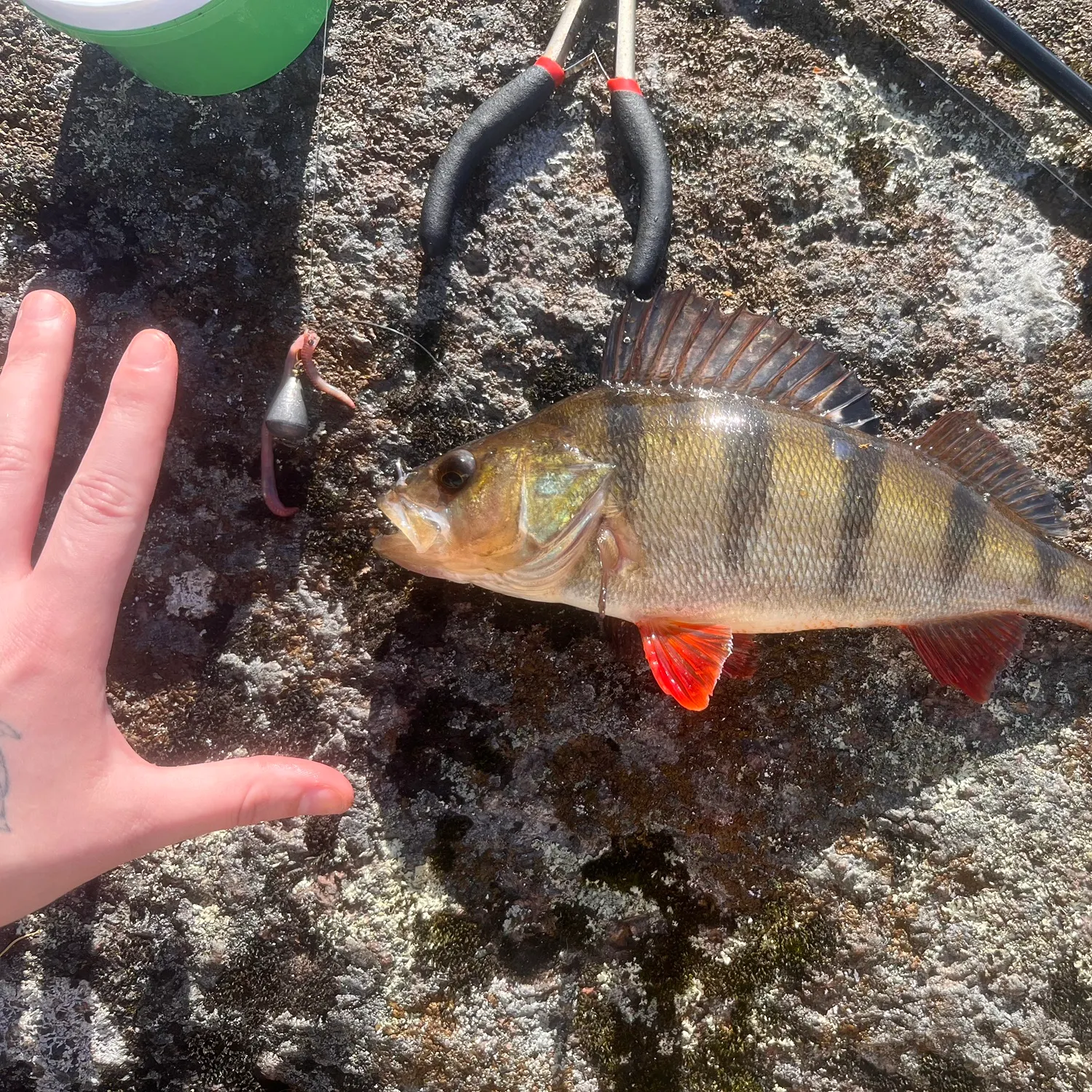 catch