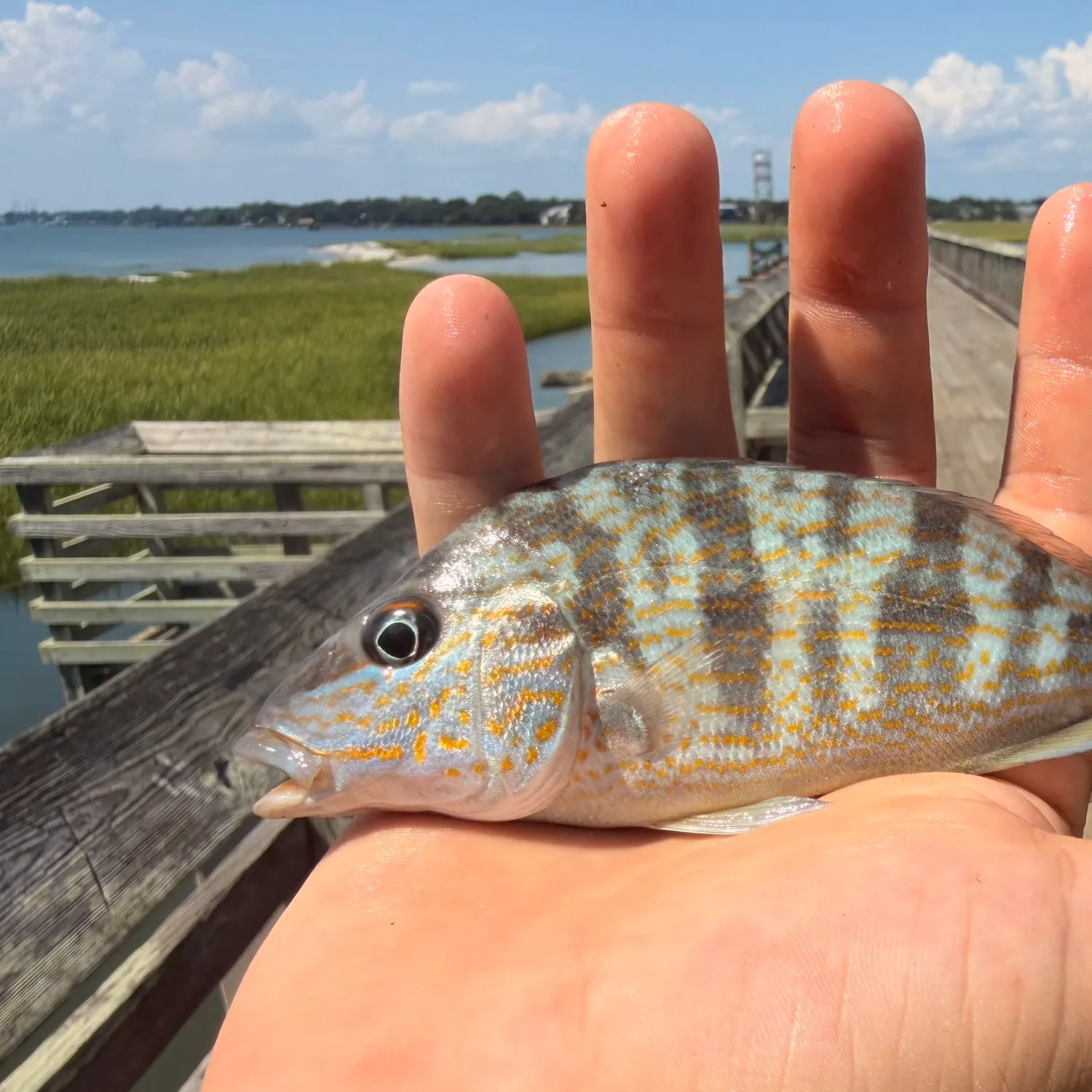 Pigfish caught on Fishbrain