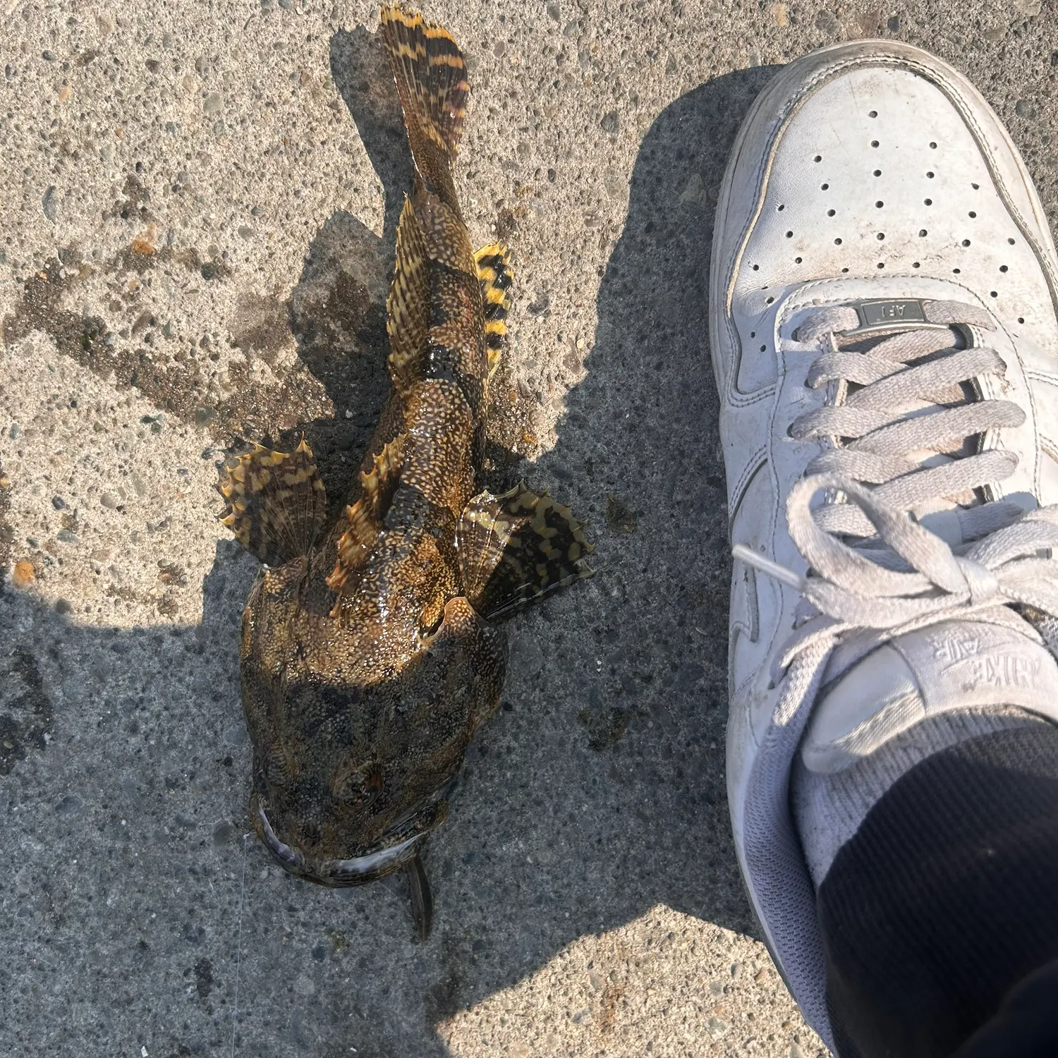 The most recent Buffalo sculpin catches on Fishbrain