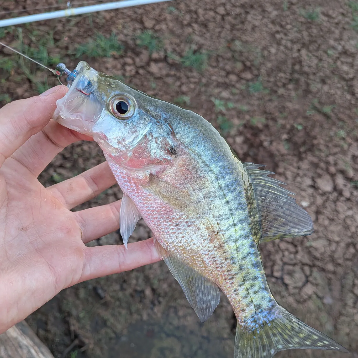 White crappie caught on Fishbrain