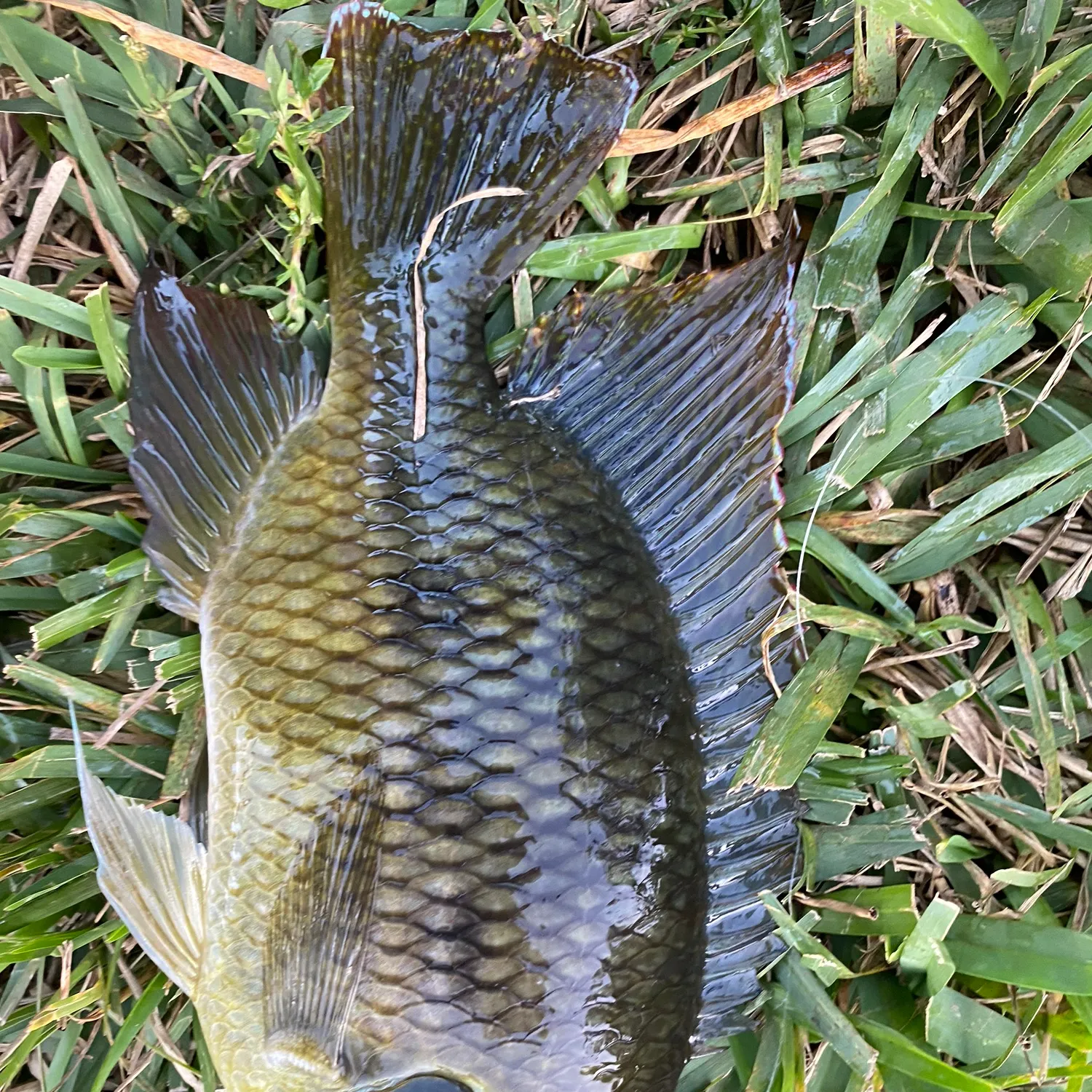 The most recent Spotted tilapia catches on Fishbrain