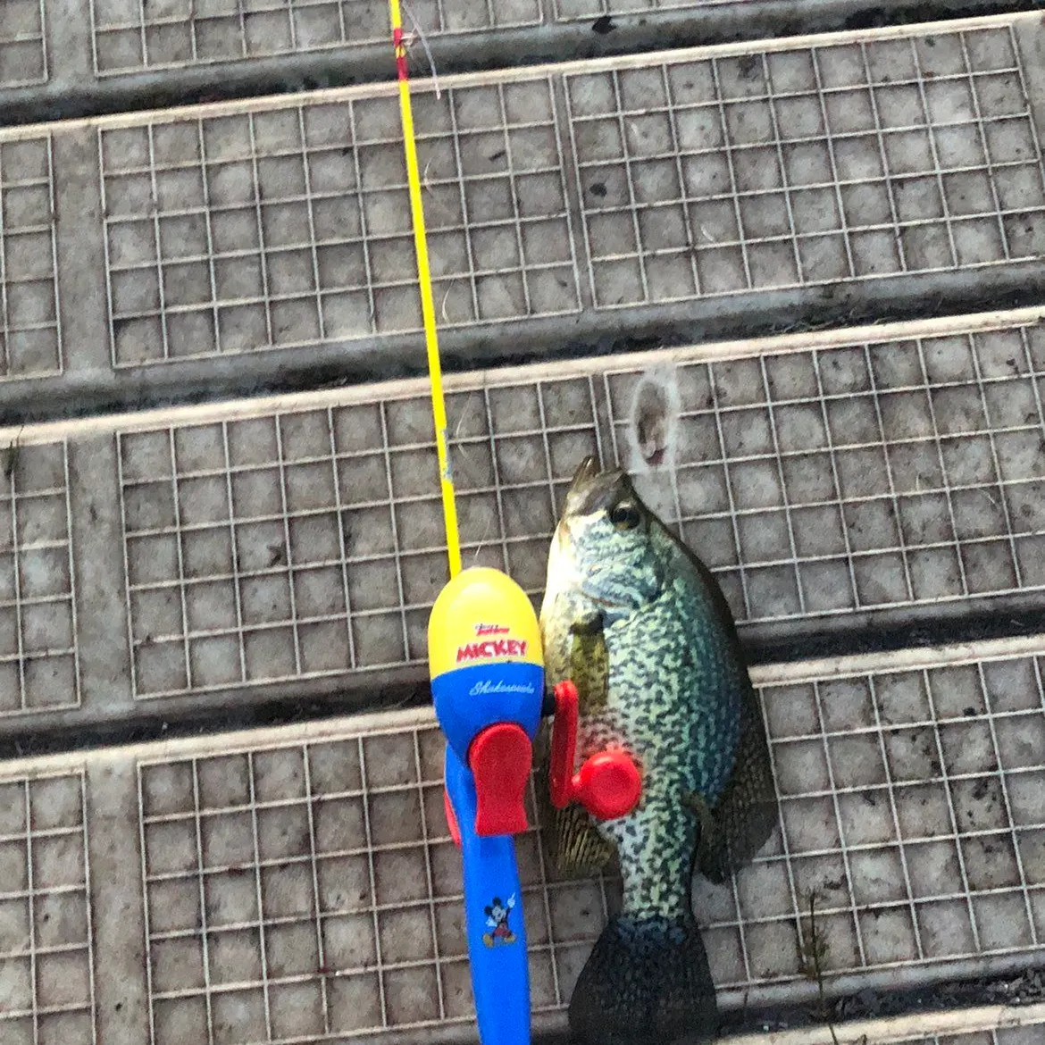 Black crappie caught on Fishbrain