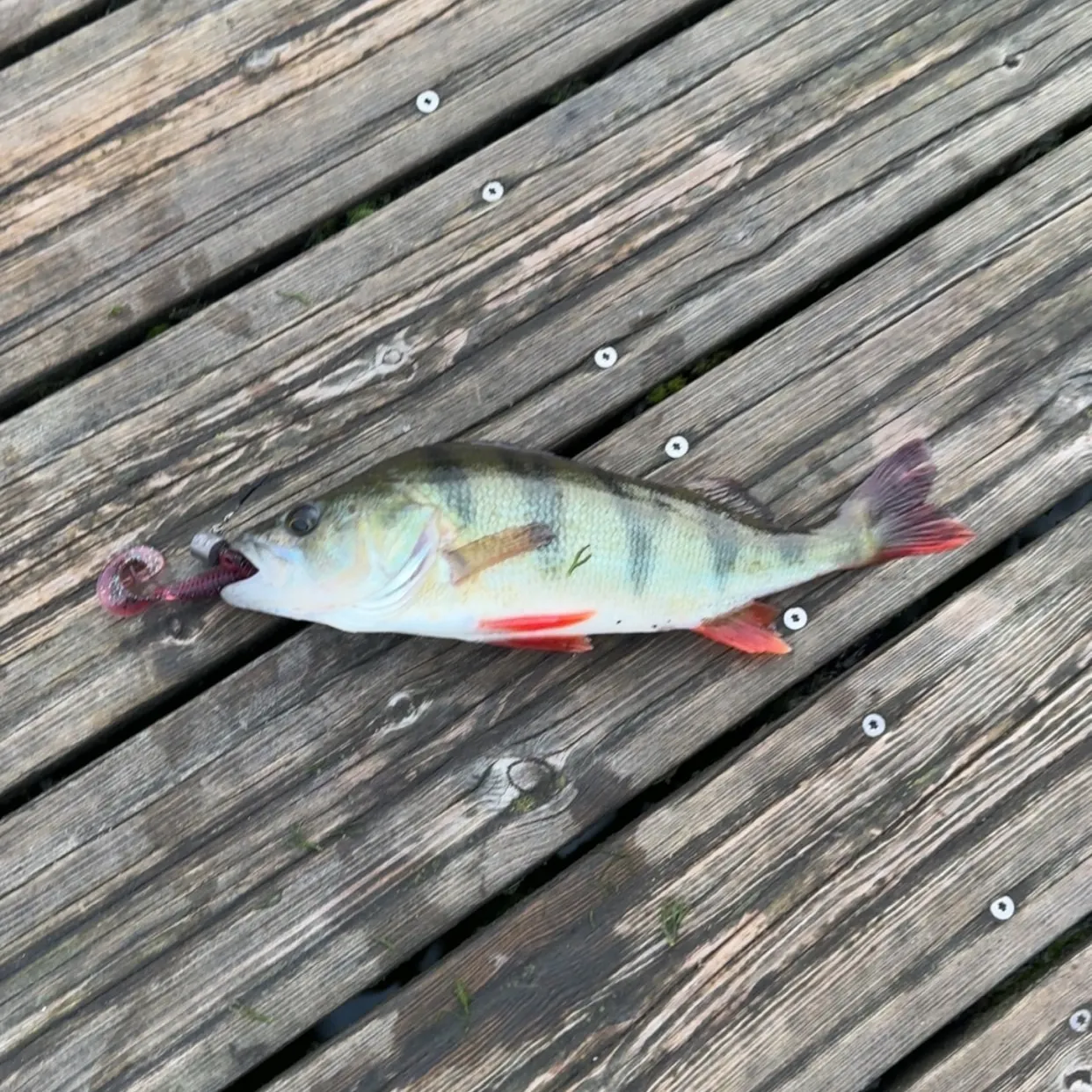 European perch caught on Fishbrain