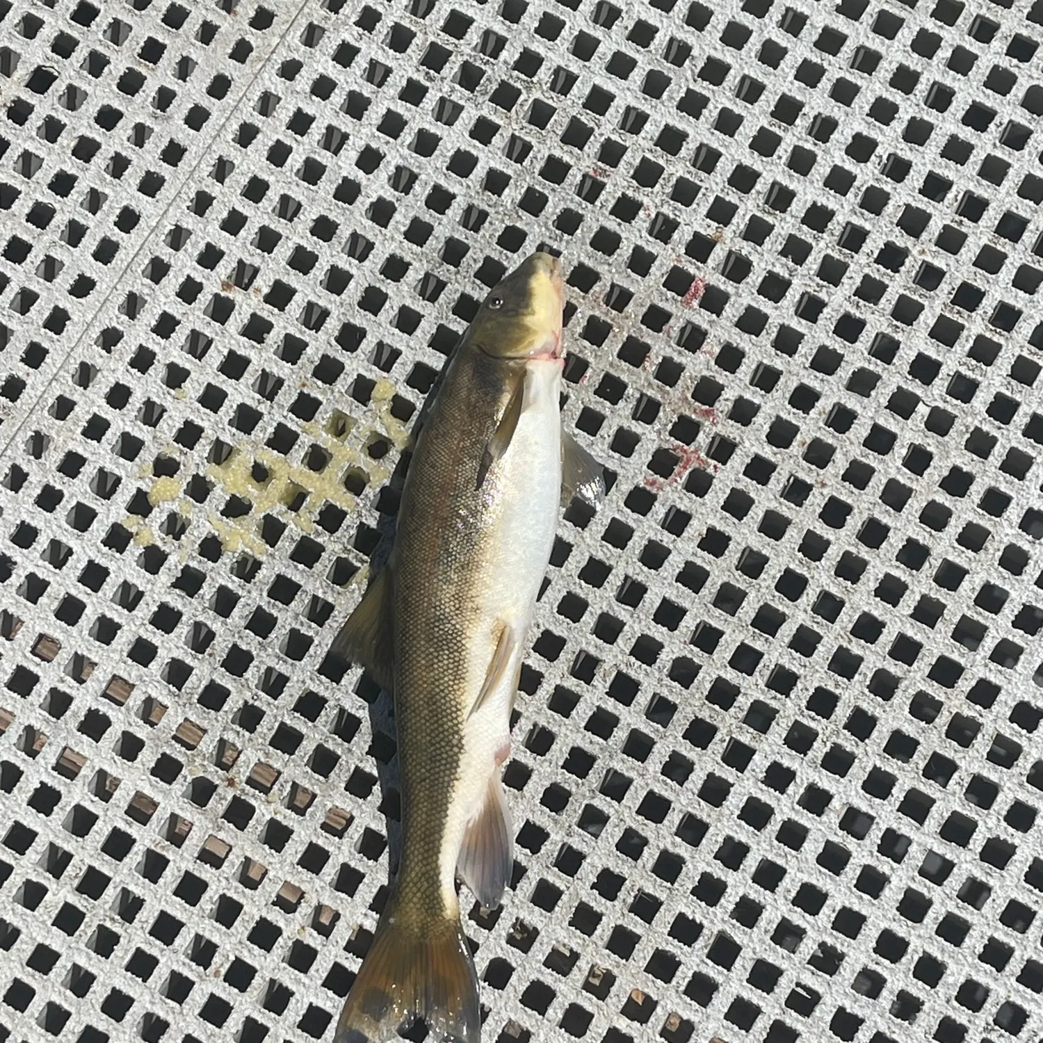 The most recent Largescale sucker catches on Fishbrain
