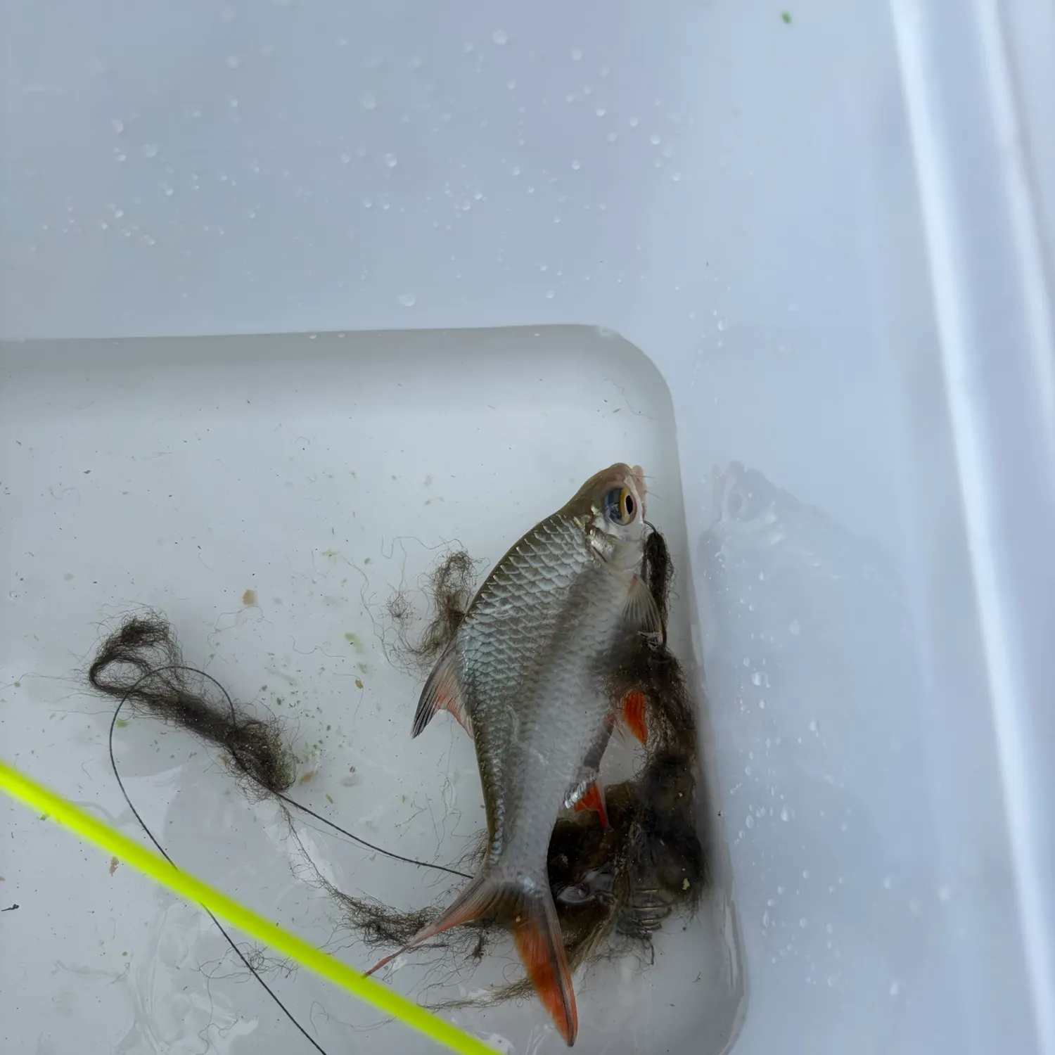 Java barb caught on Fishbrain