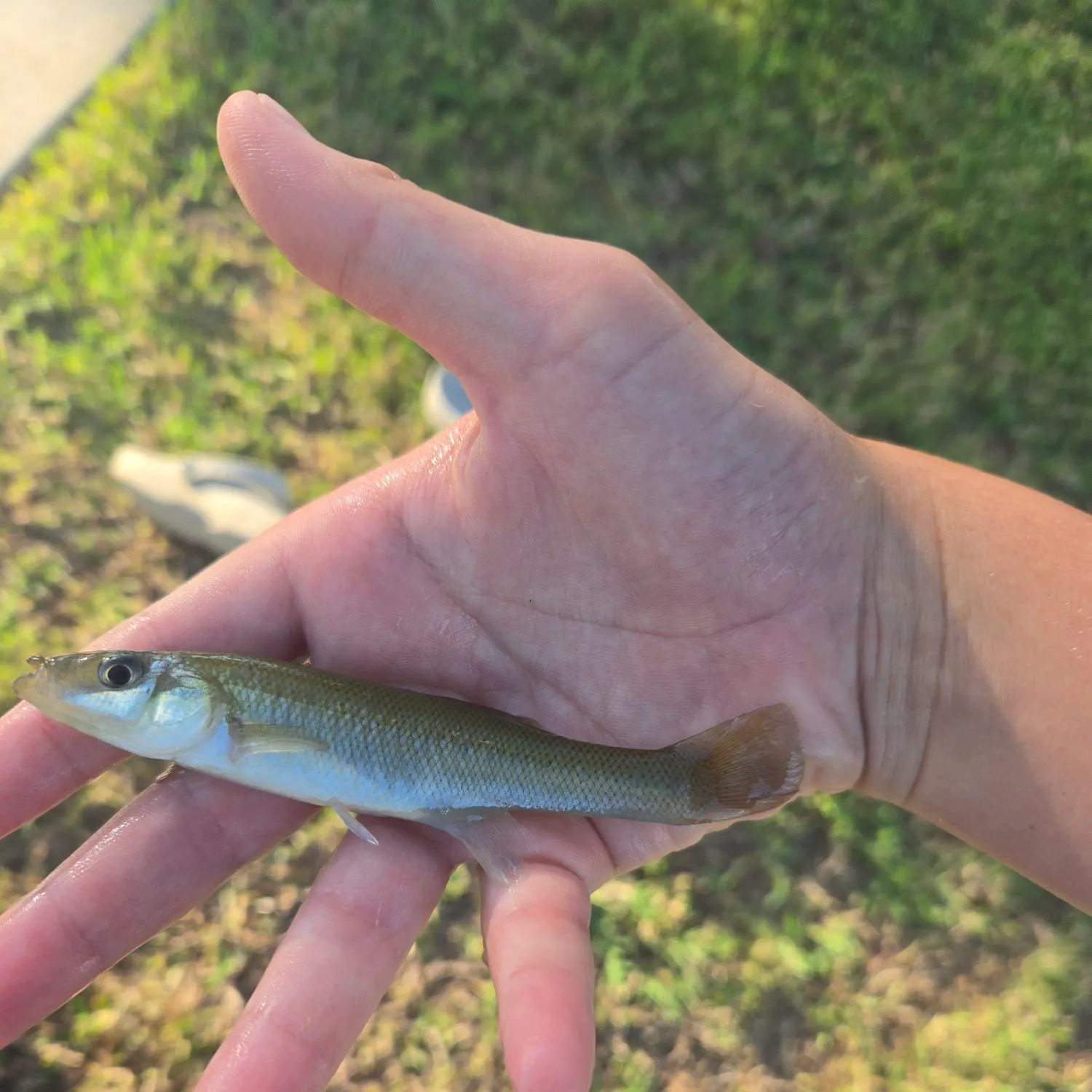 The most recent Seminole killifish catches on Fishbrain