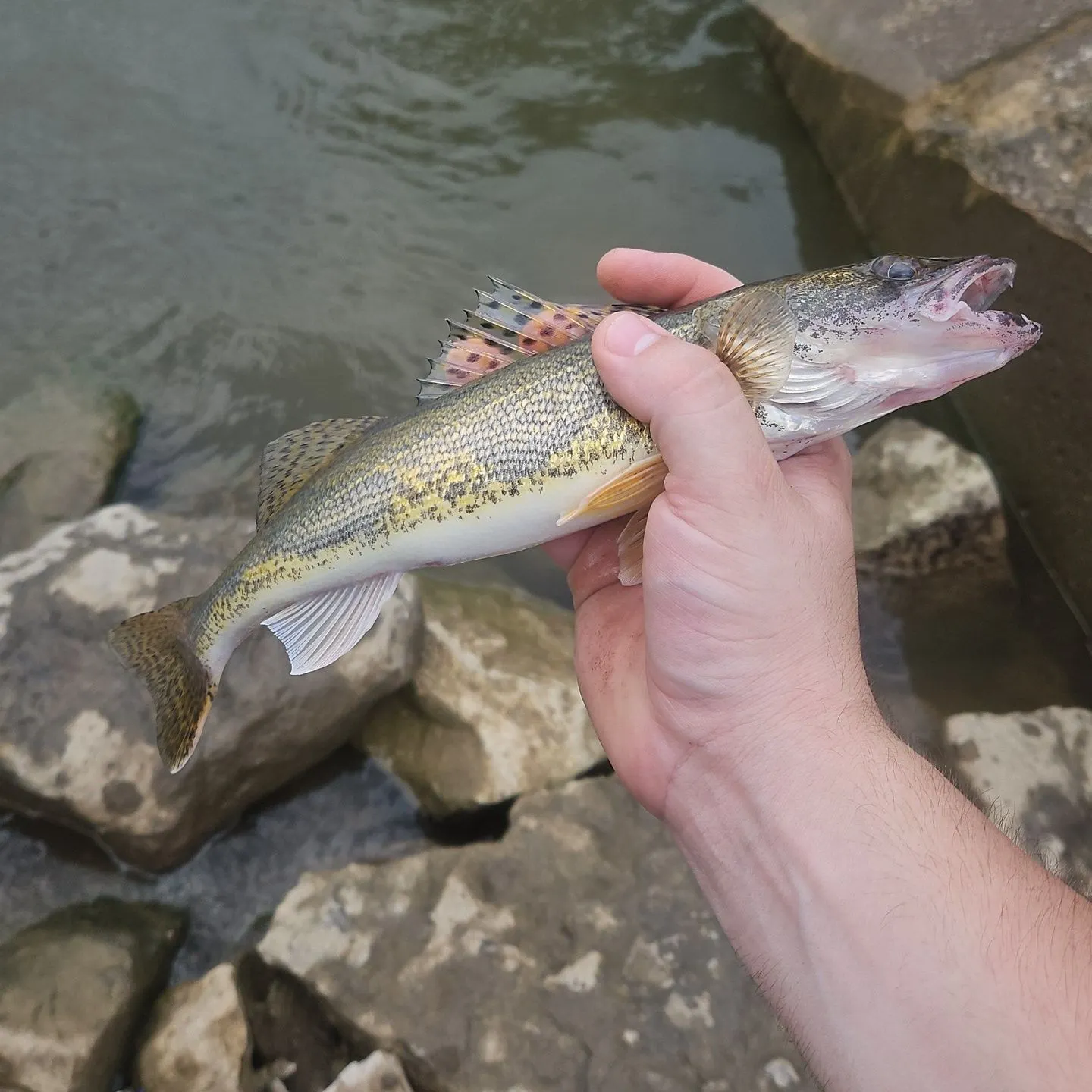 The most recent Sauger catches on Fishbrain