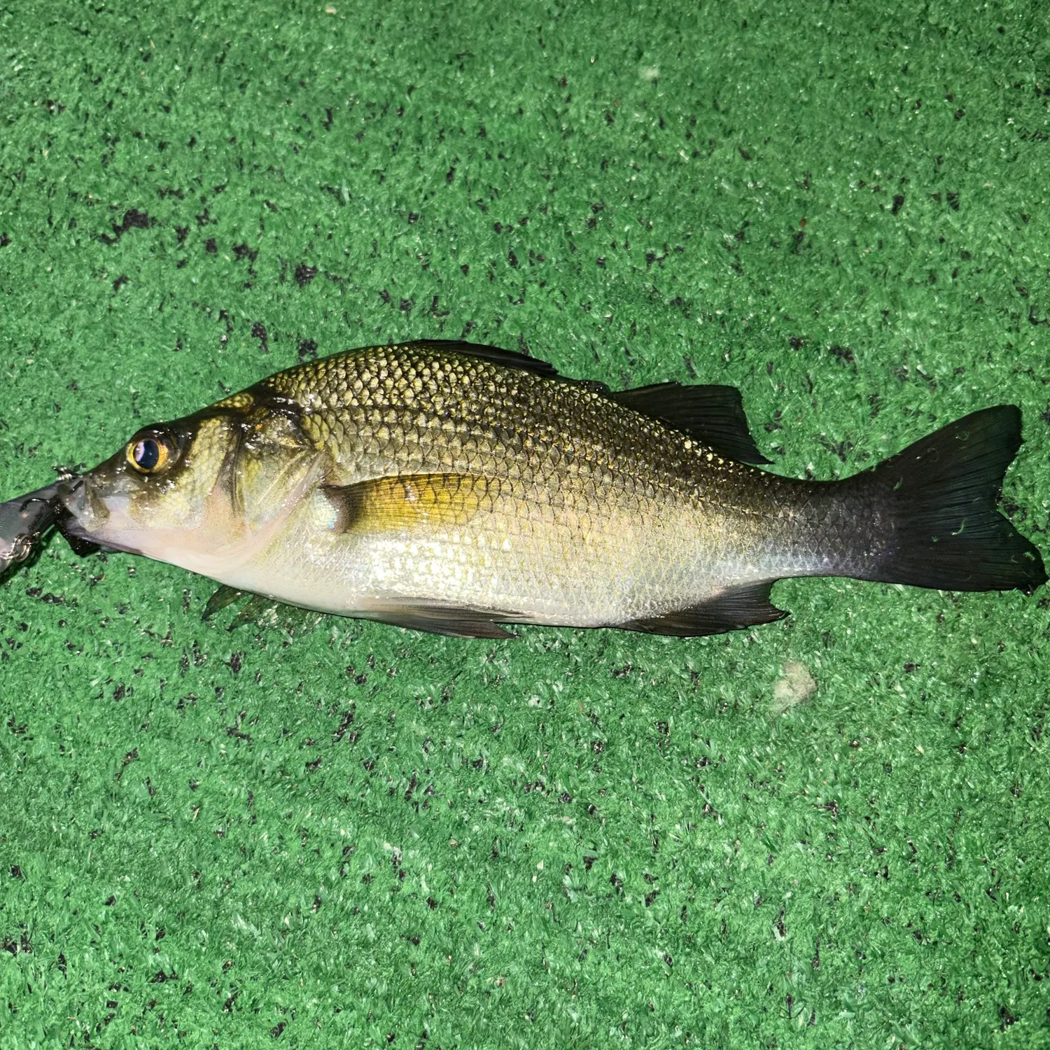 White perch caught on Fishbrain