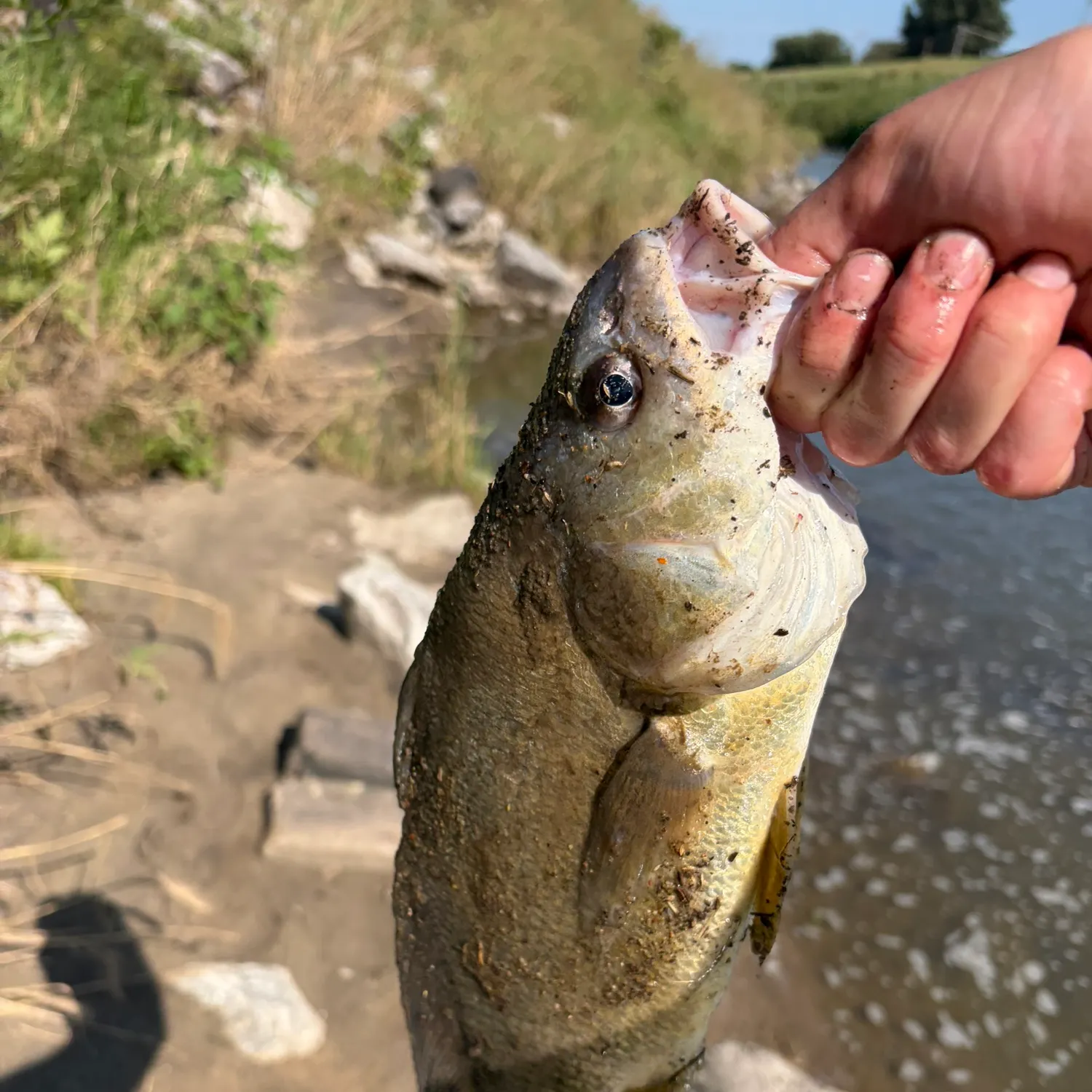 Freshwater drum caught on Fishbrain