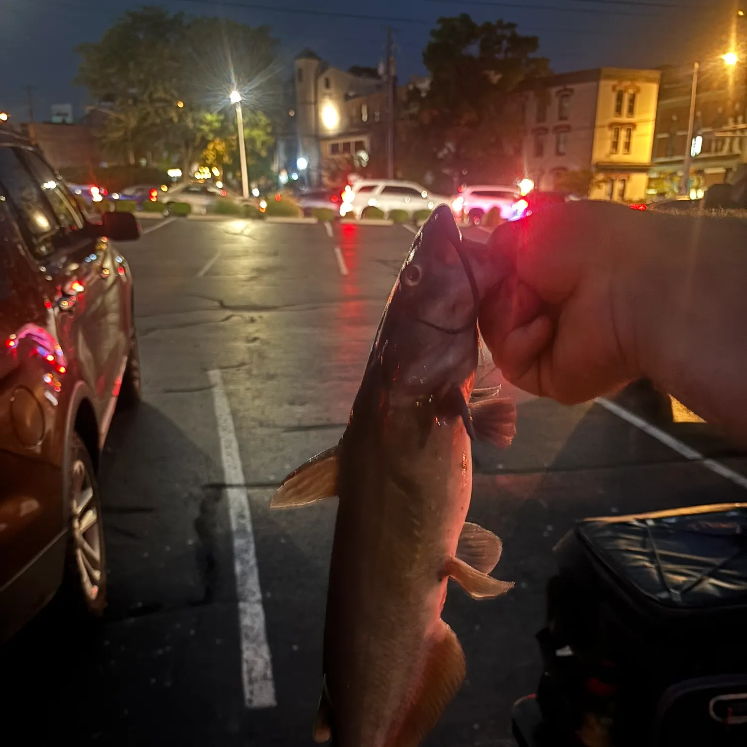 Channel catfish caught on Fishbrain