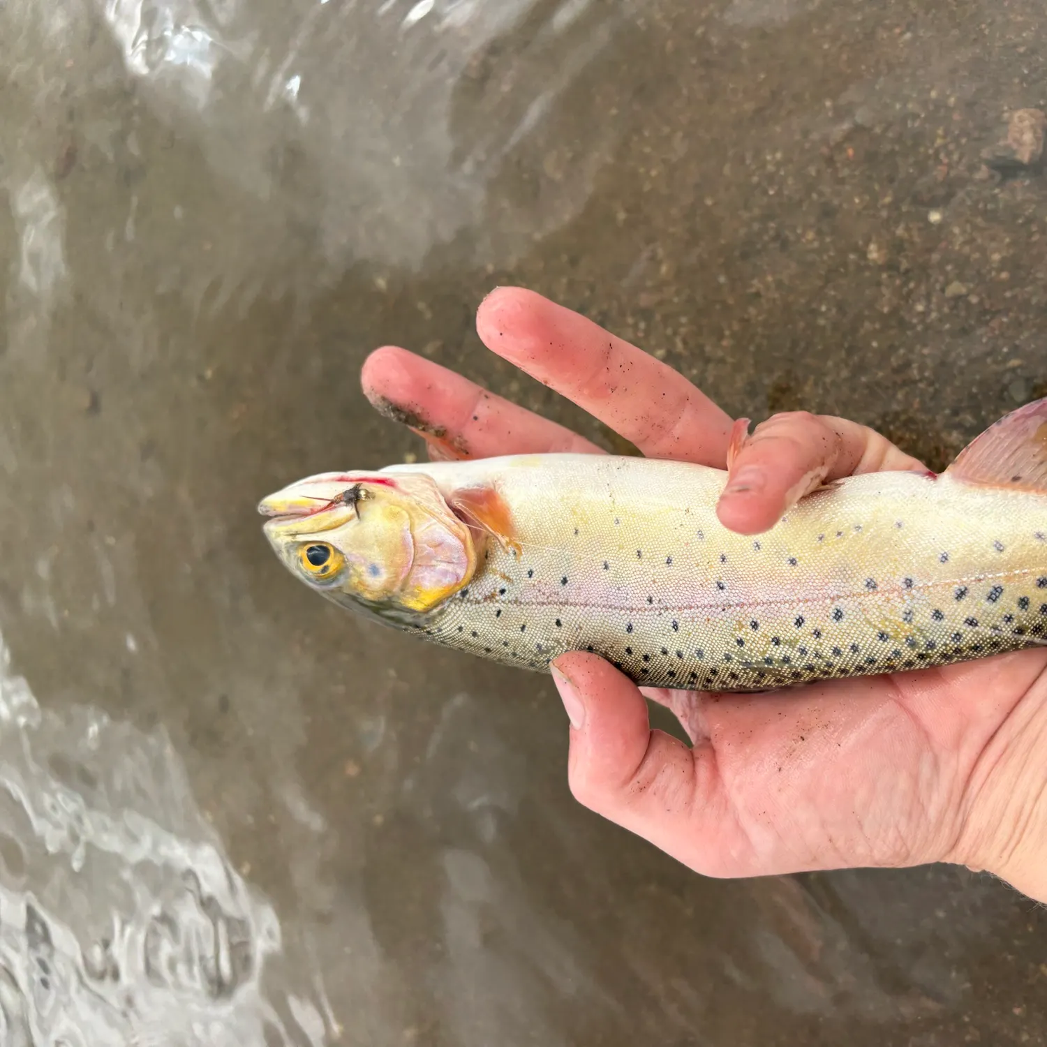 Cutthroat trout caught on Fishbrain