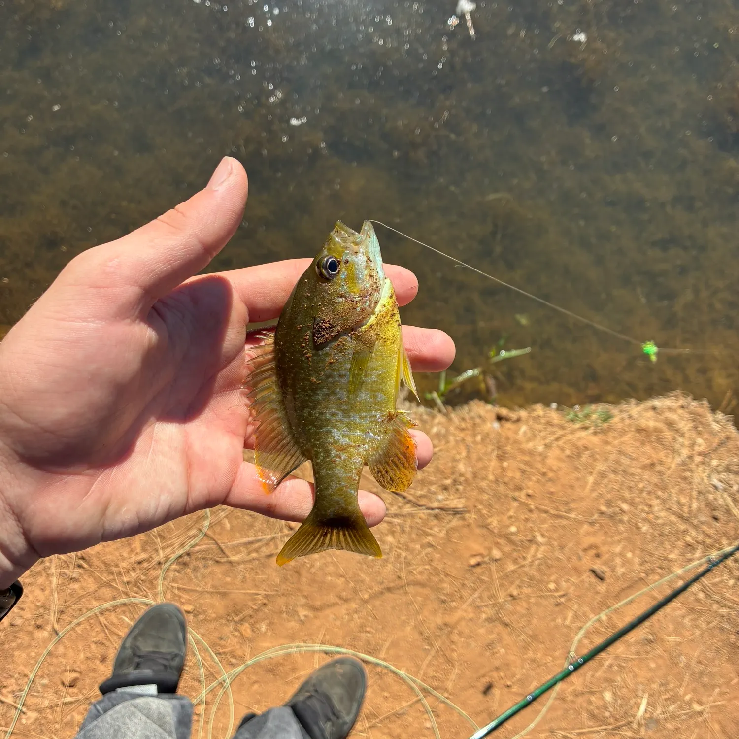 Greengill hybrid caught on Fishbrain