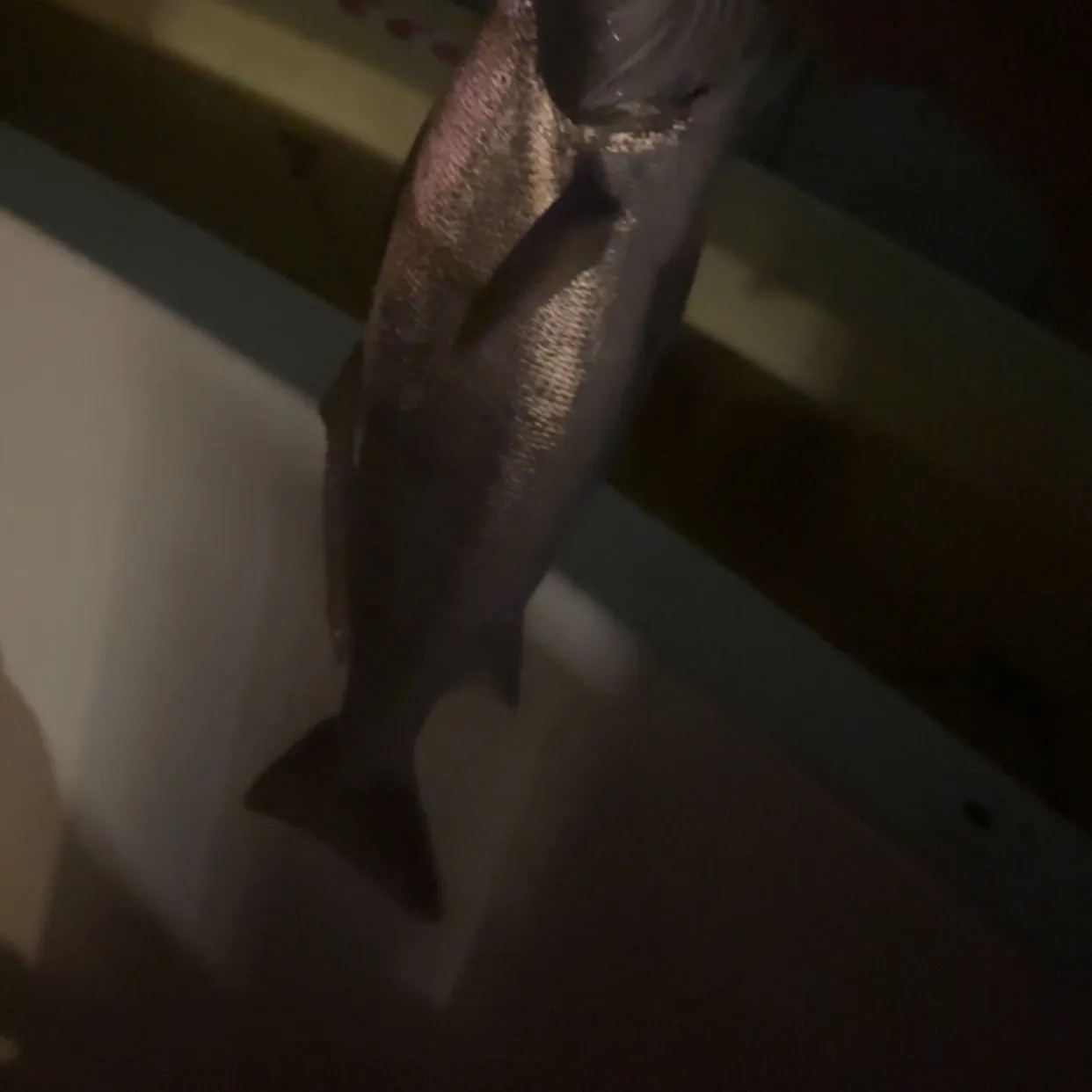 The most recent White seabass catches on Fishbrain