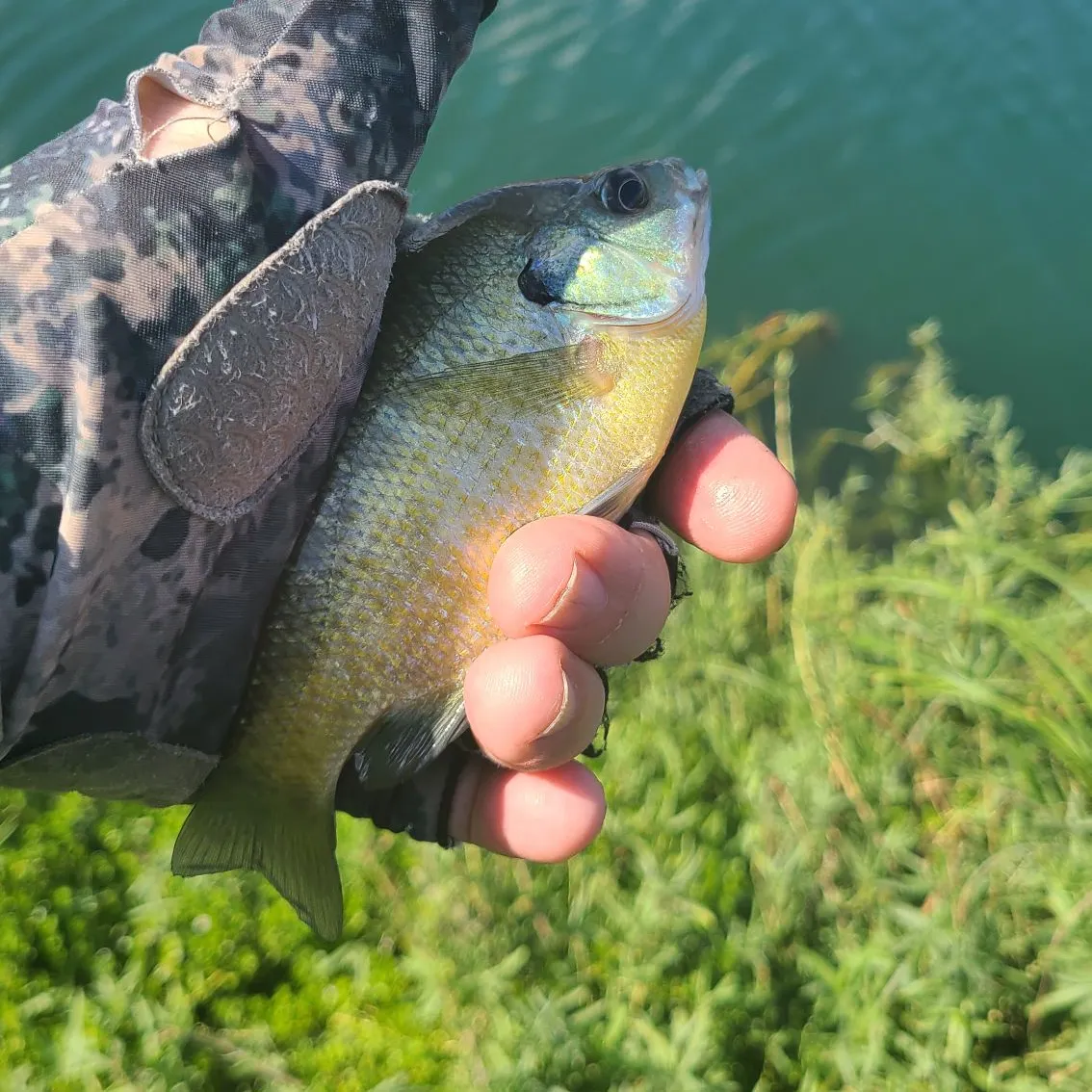 Bluegill caught on Fishbrain