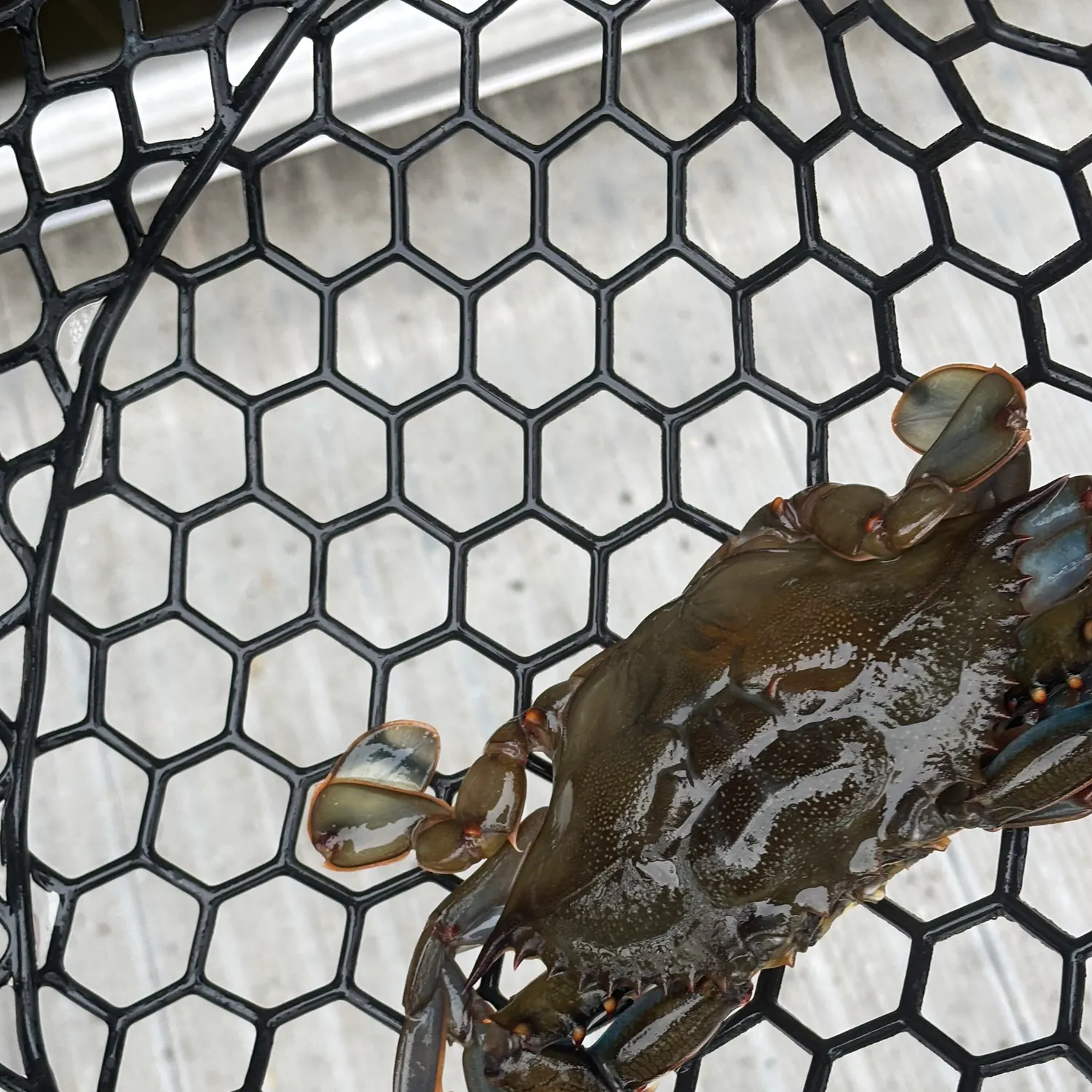 Blue swimmer crab caught on Fishbrain