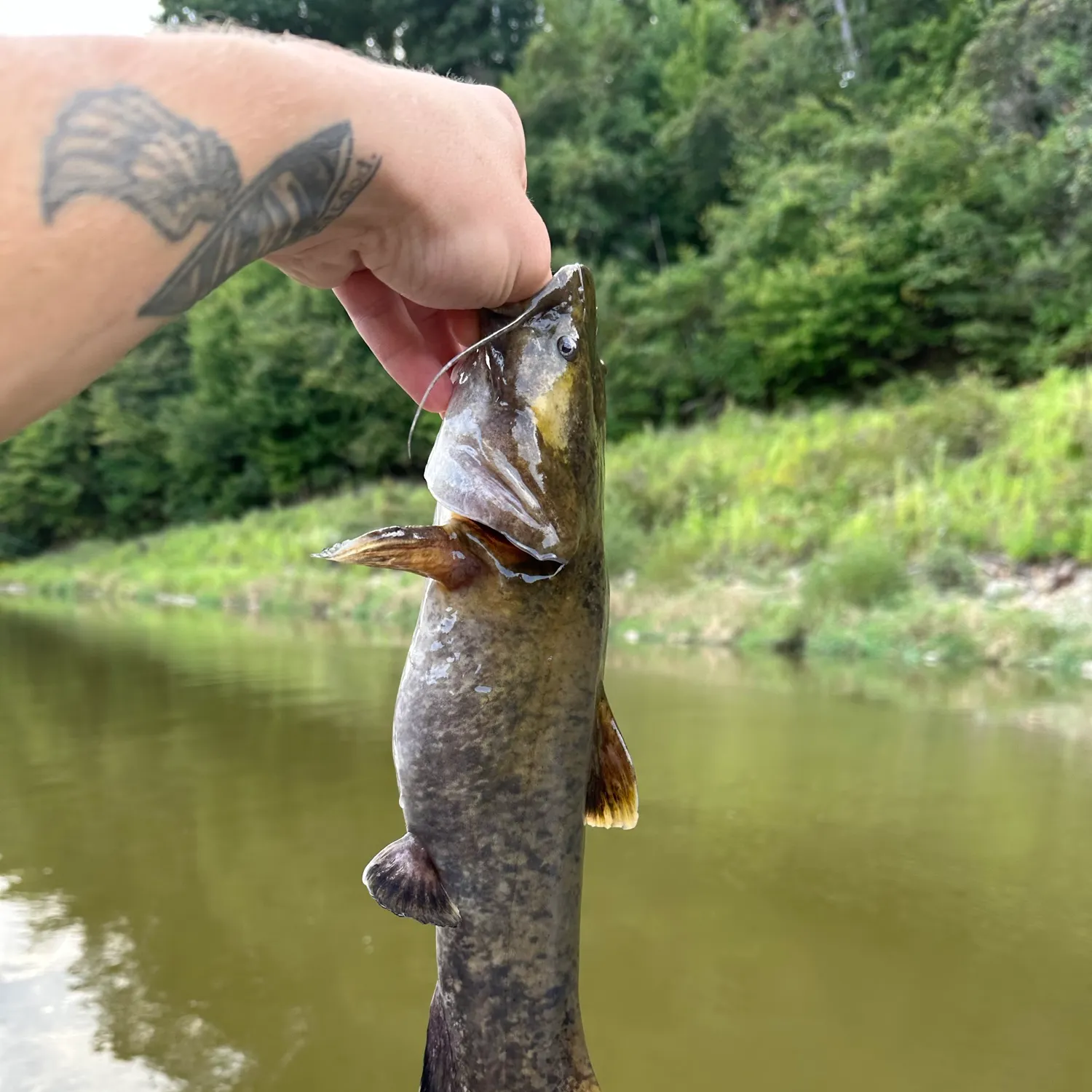 Flathead catfish caught on Fishbrain