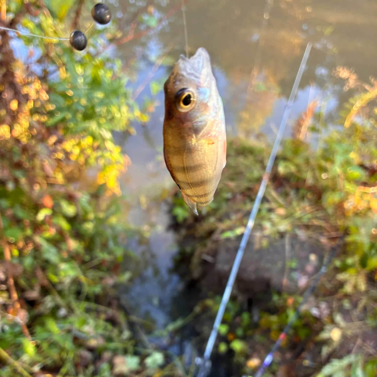 European perch caught on Fishbrain