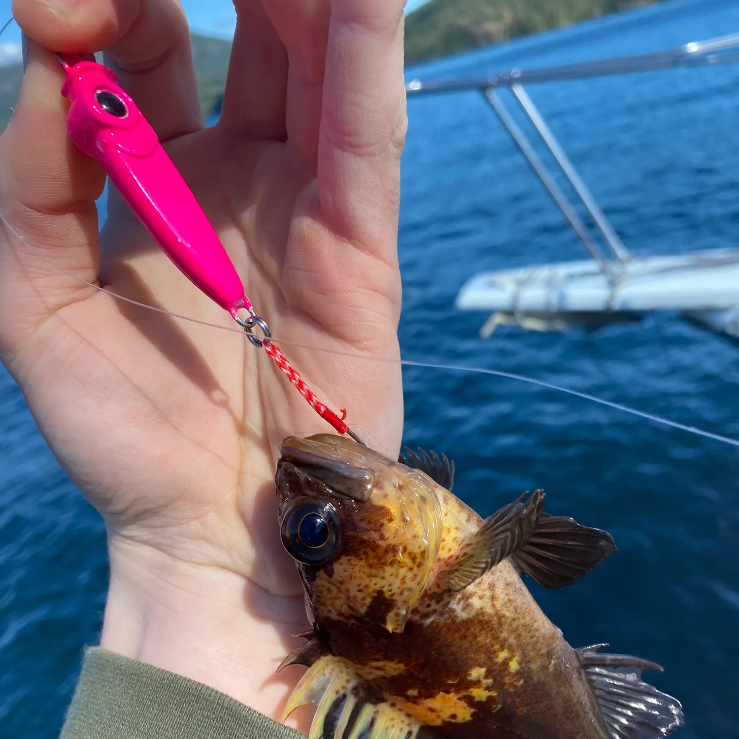 The most recent Quillback rockfish catches on Fishbrain