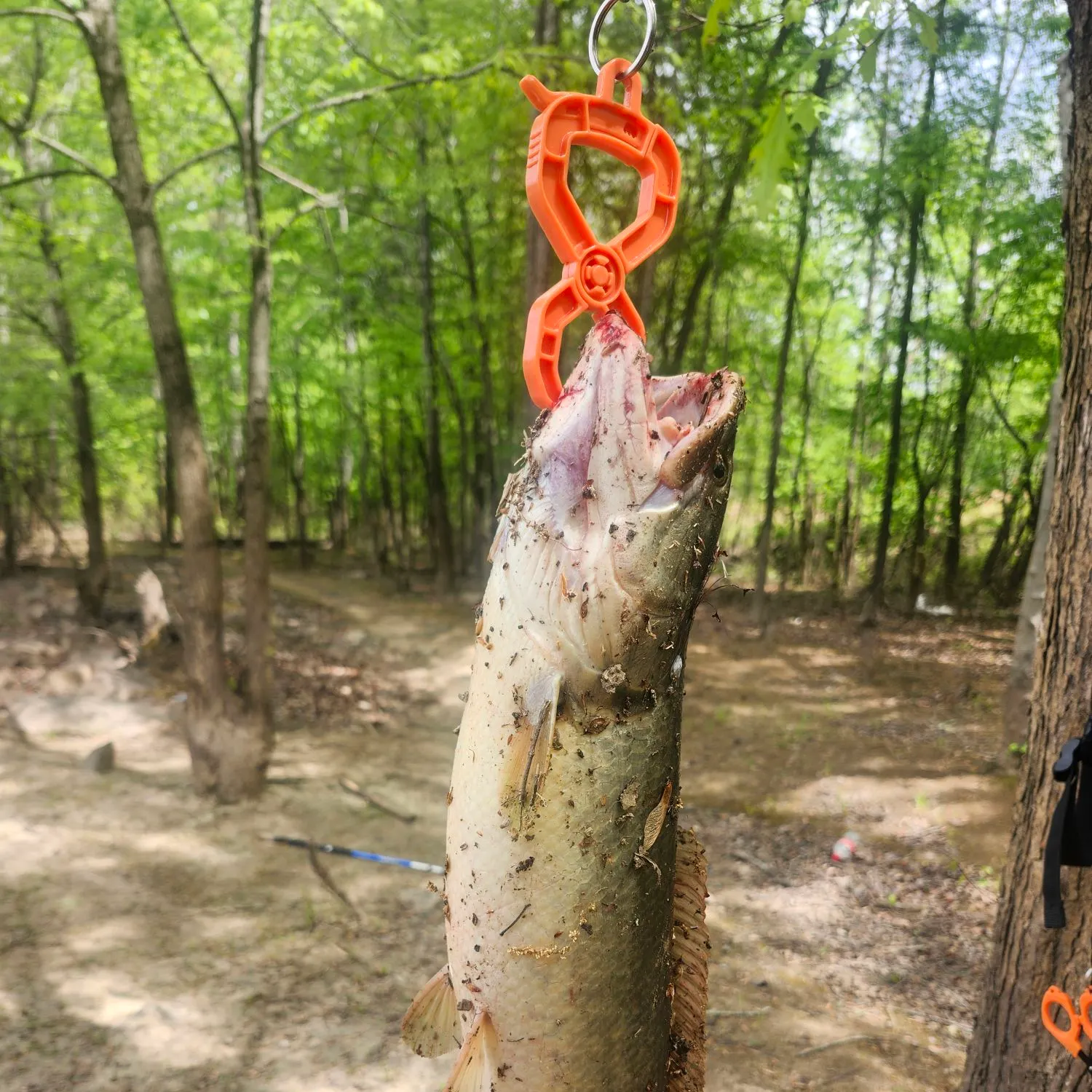 The most recent Ruddy bowfin catches on Fishbrain