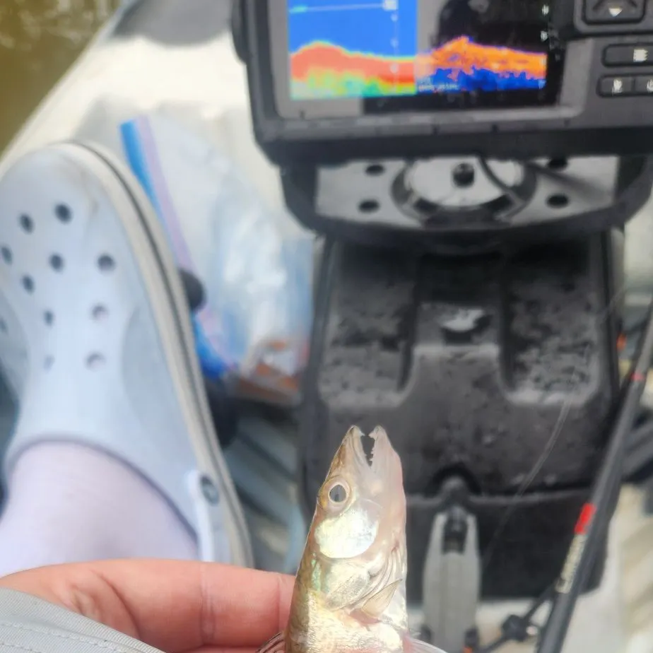 Walleye caught on Fishbrain