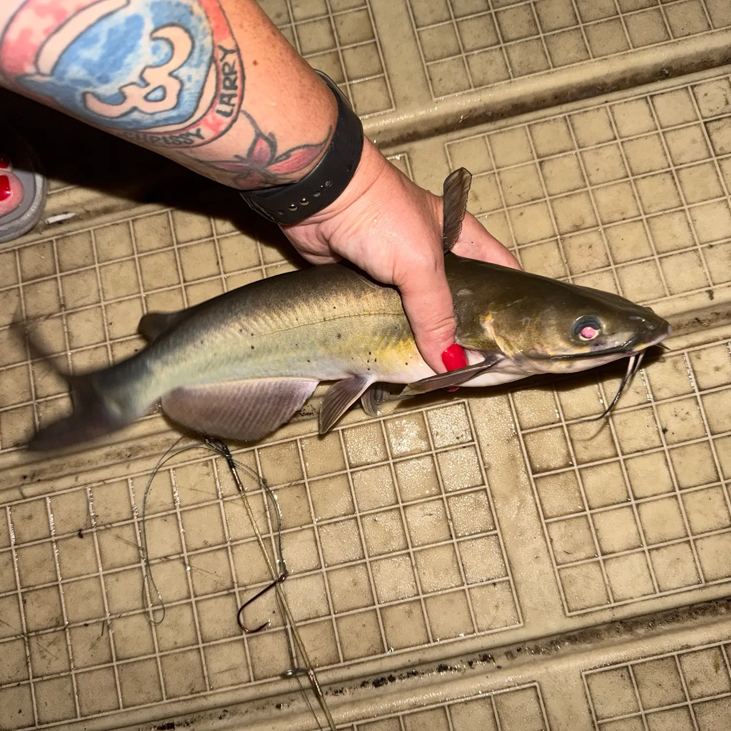 recently logged catches