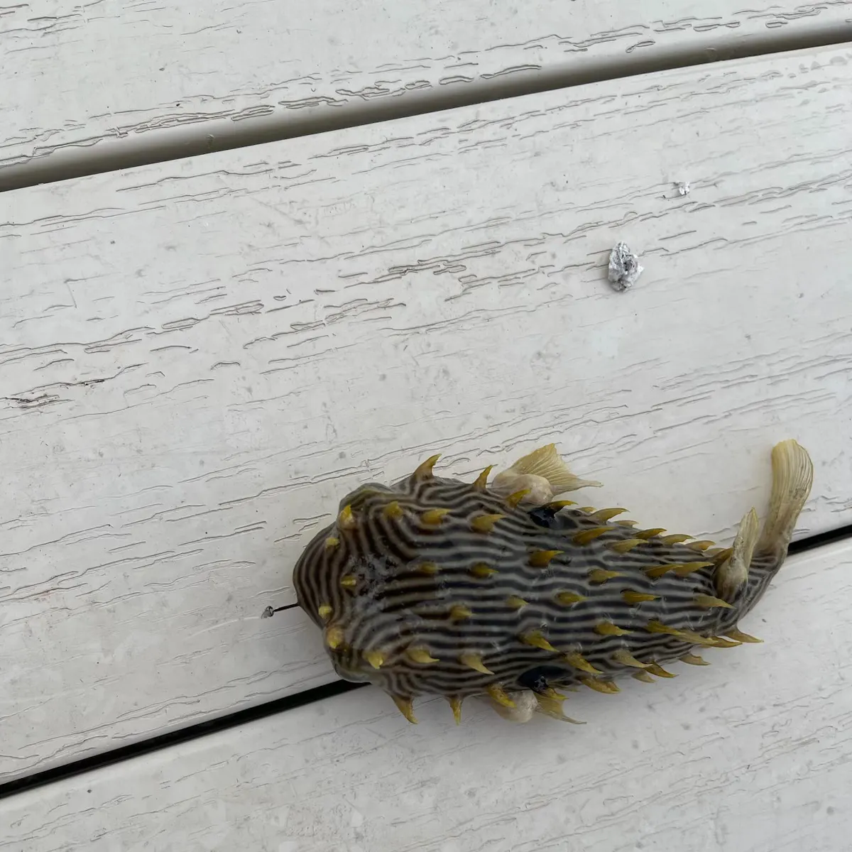 The most recent Striped burrfish catches on Fishbrain