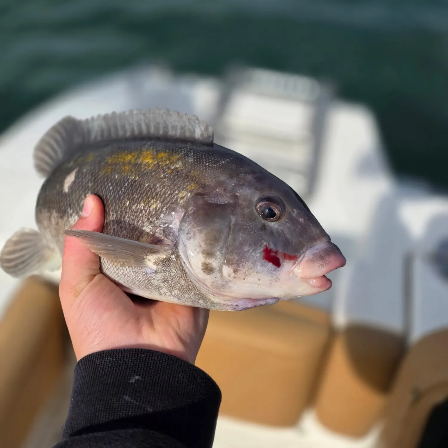 Tautog caught on Fishbrain
