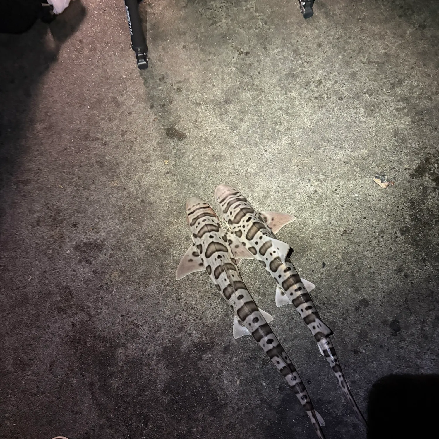 Leopard shark caught on Fishbrain