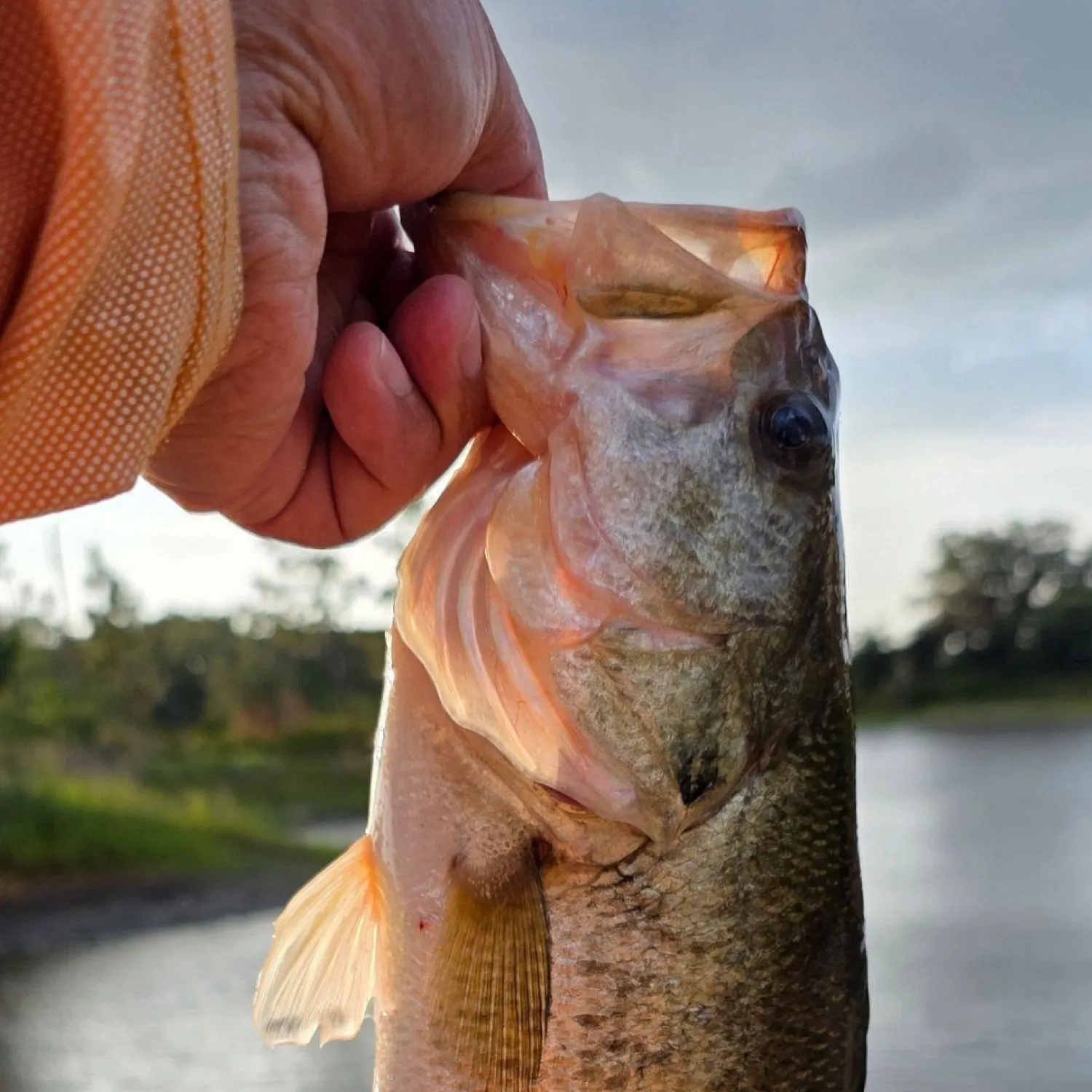 angler catch