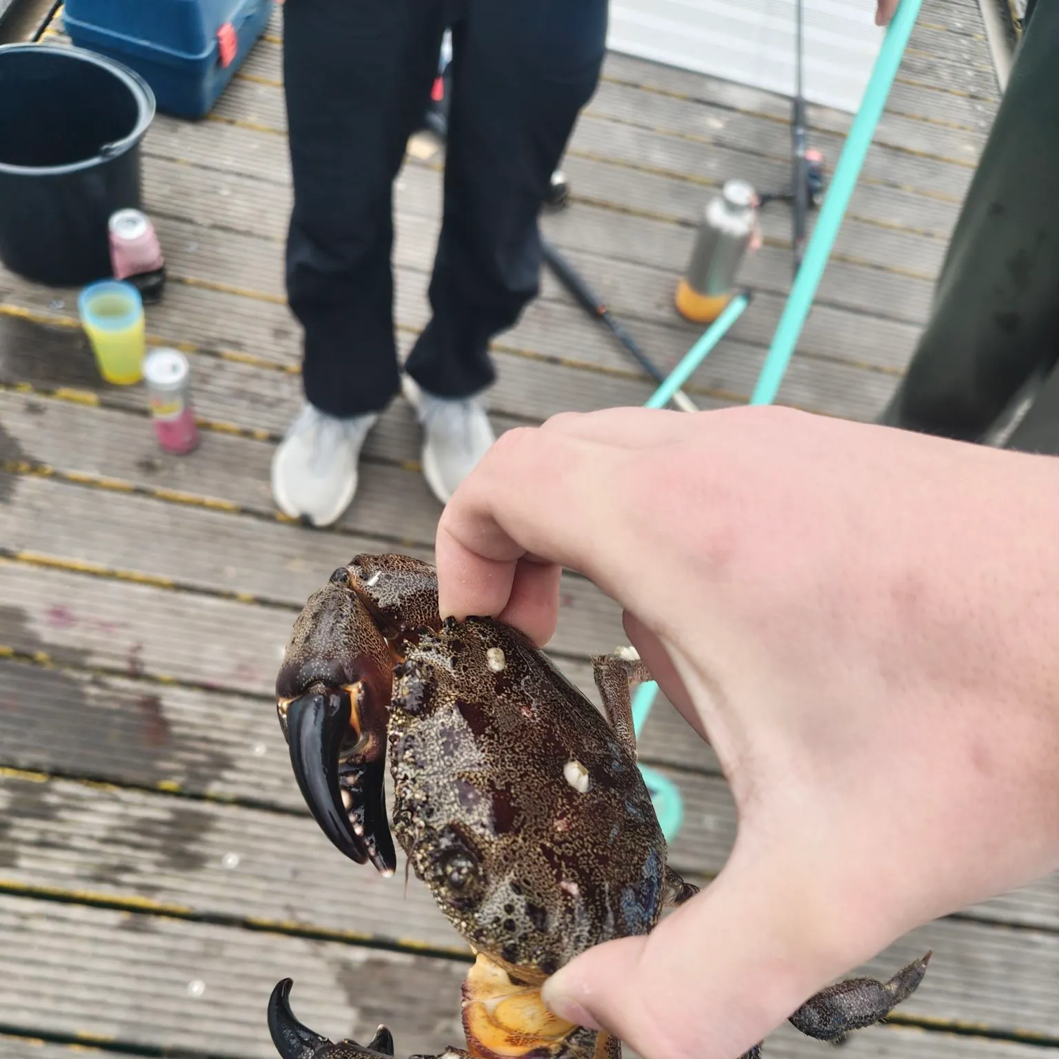The most recent Thin-shelled rock crab catches on Fishbrain