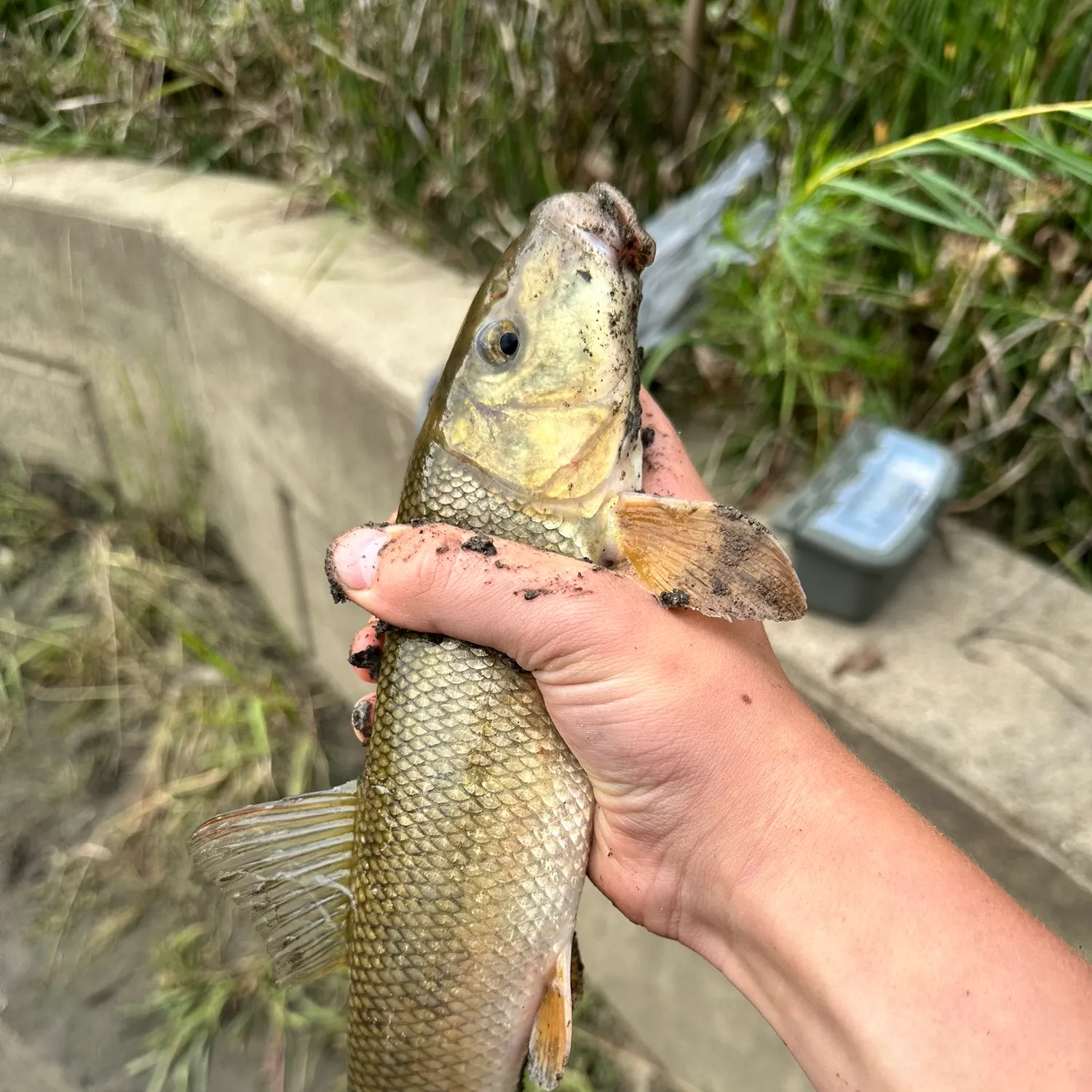 White sucker caught on Fishbrain
