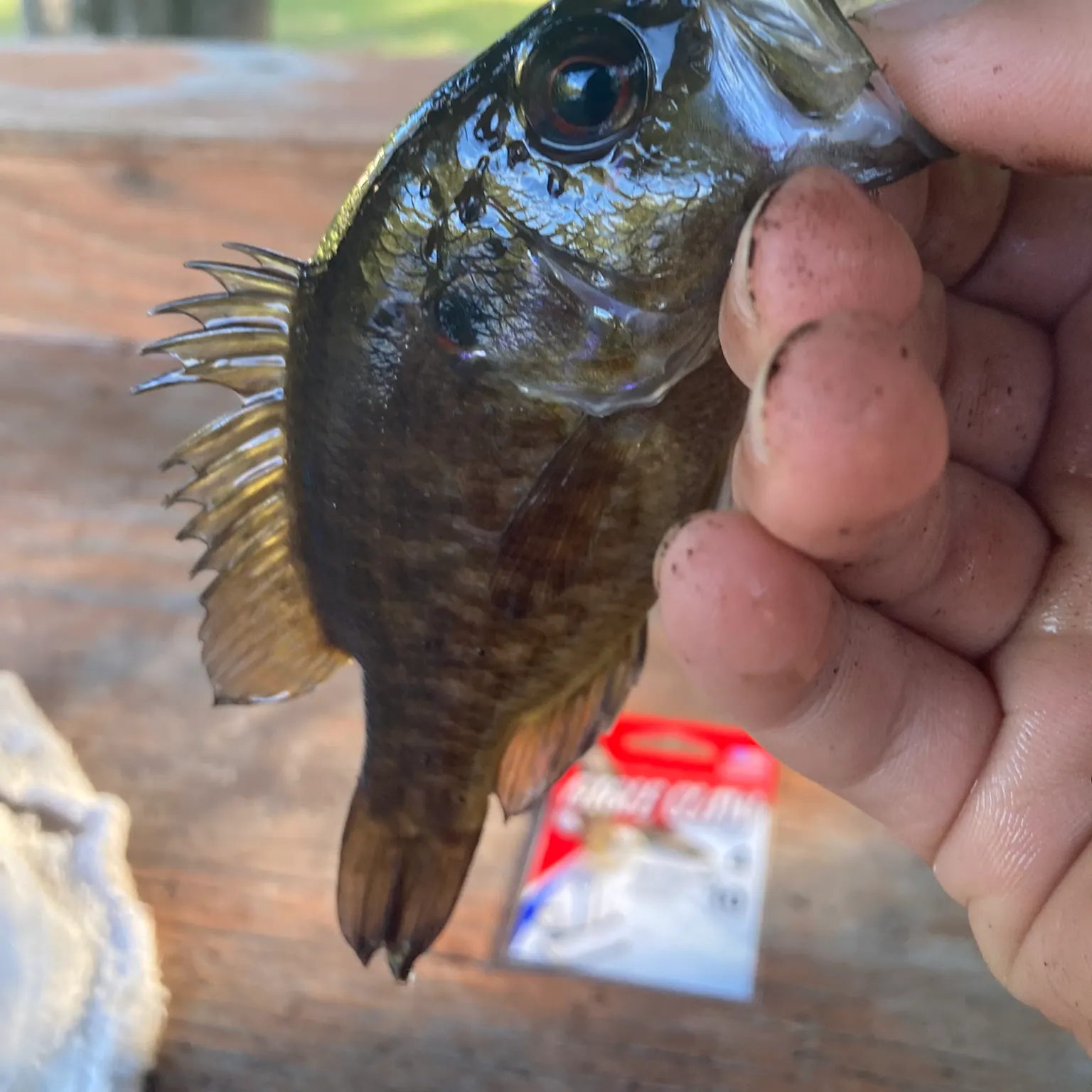 The most recent Warmouth catches on Fishbrain