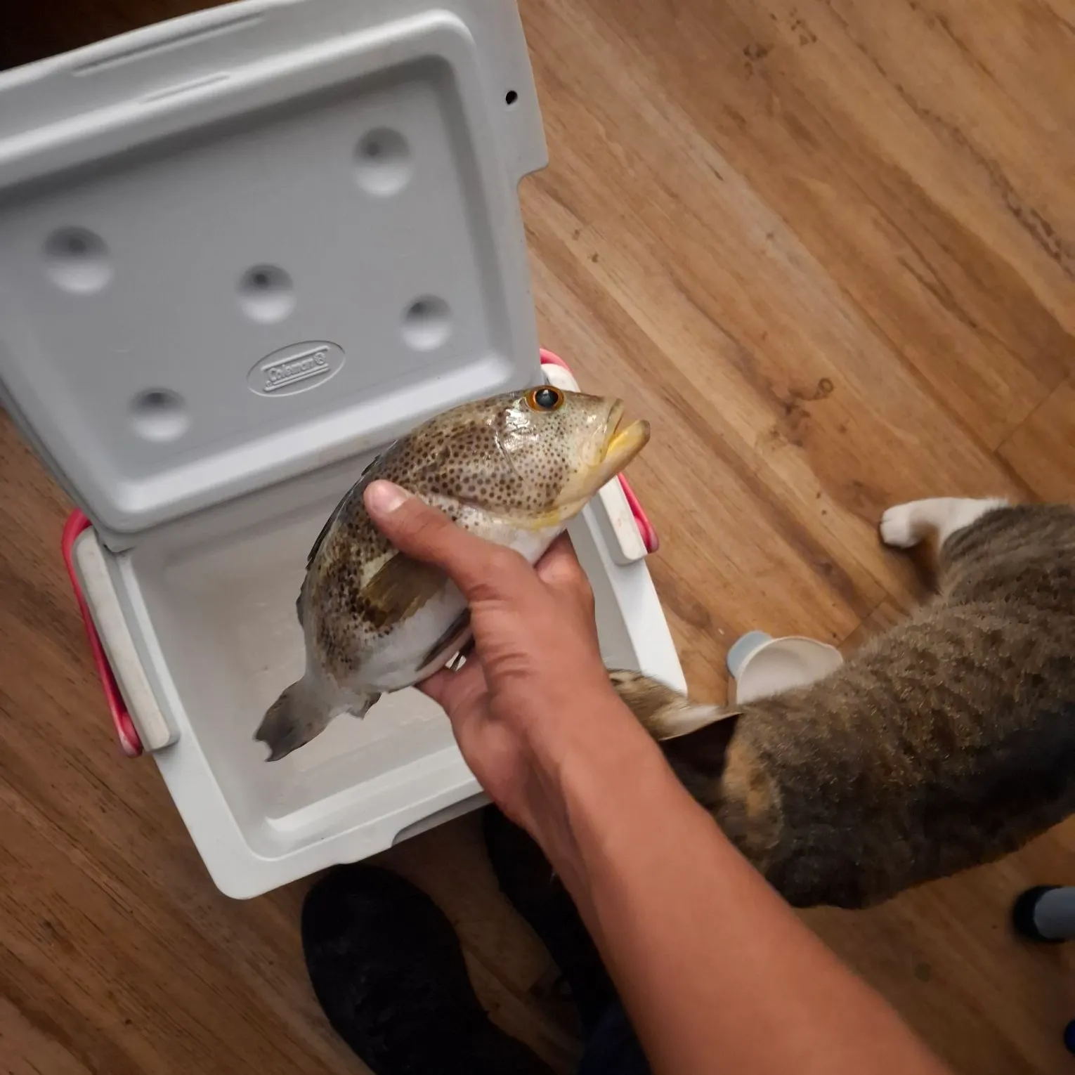 Spotted sand bass caught on Fishbrain