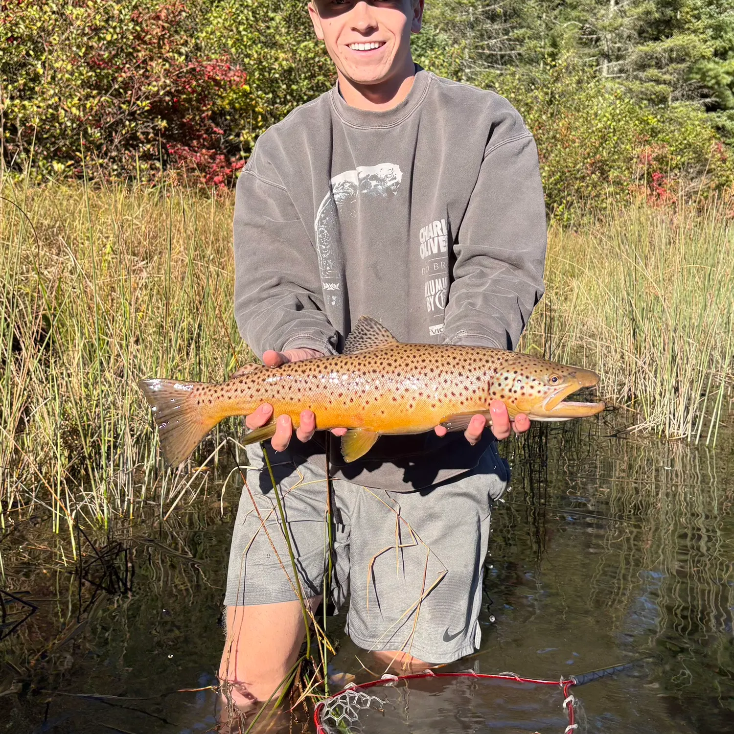 Brown trout caught on Fishbrain