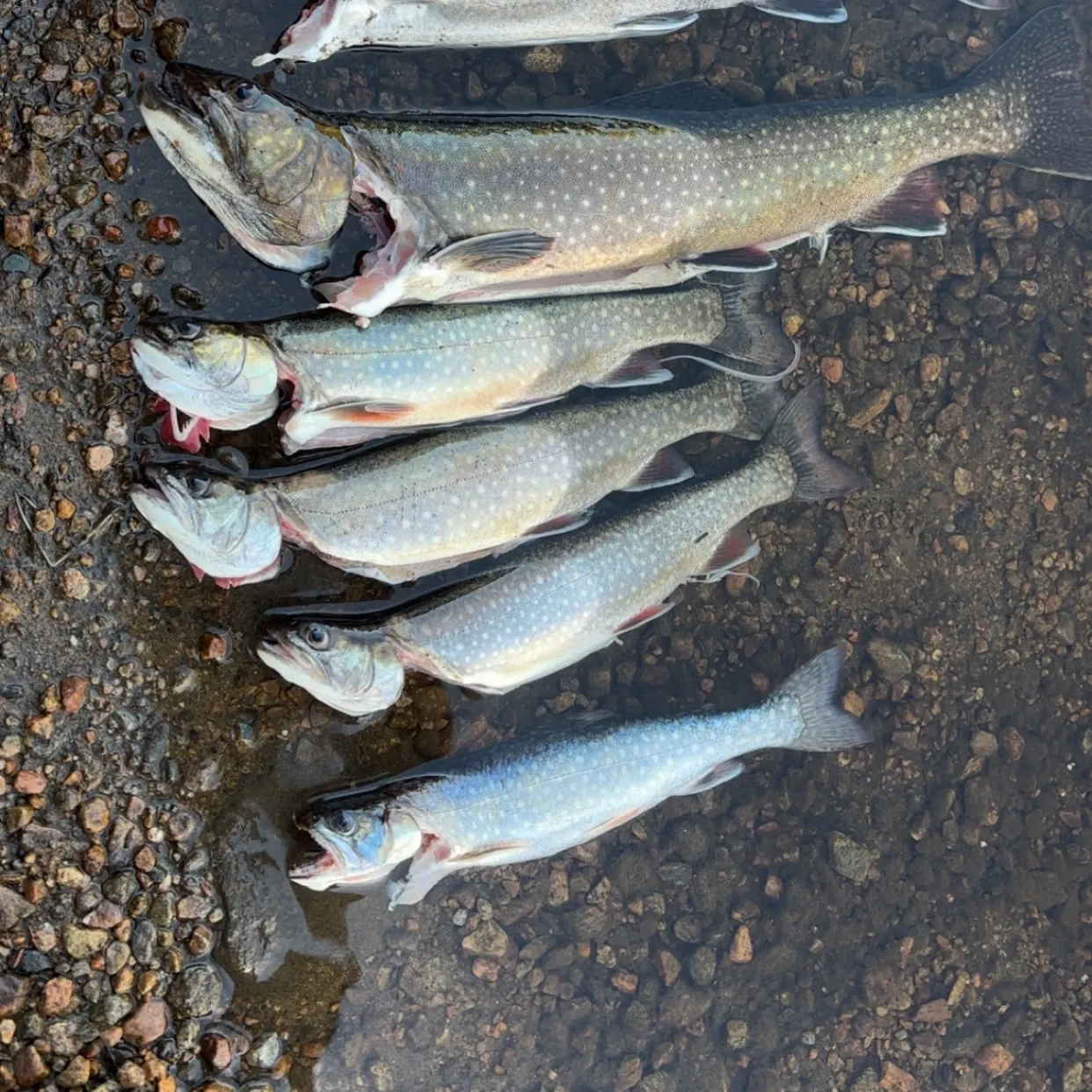 Splake caught on Fishbrain