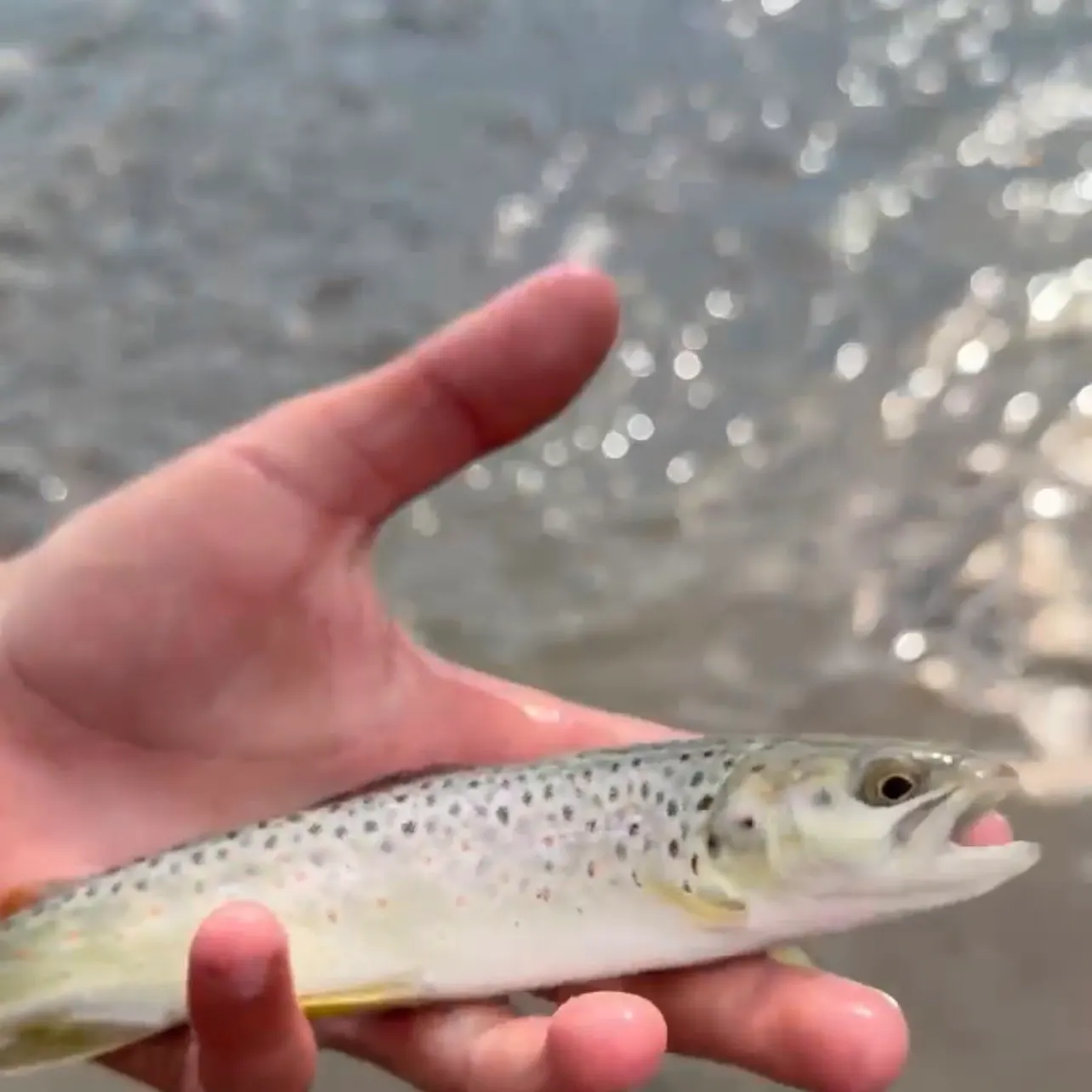 Brown trout caught on Fishbrain