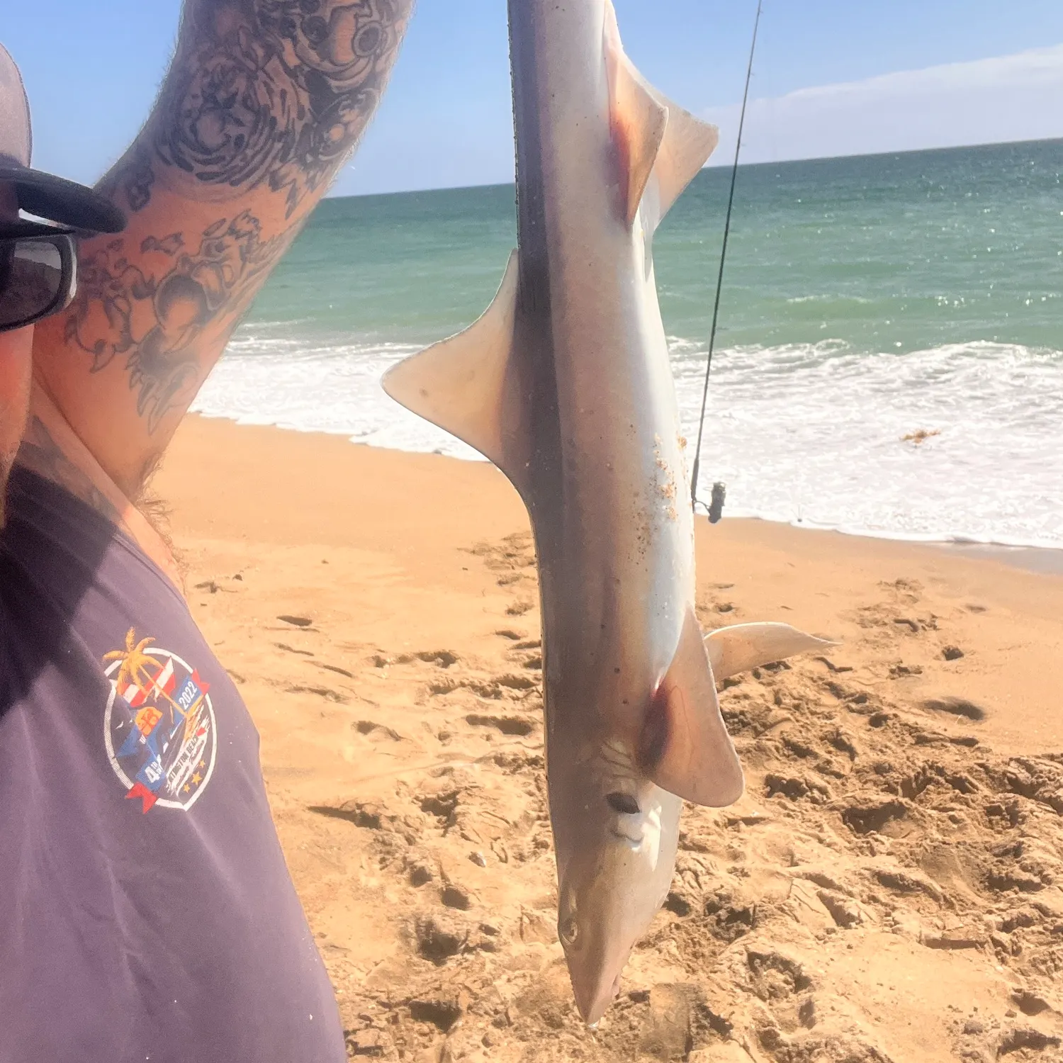 Grey smooth-hound caught on Fishbrain