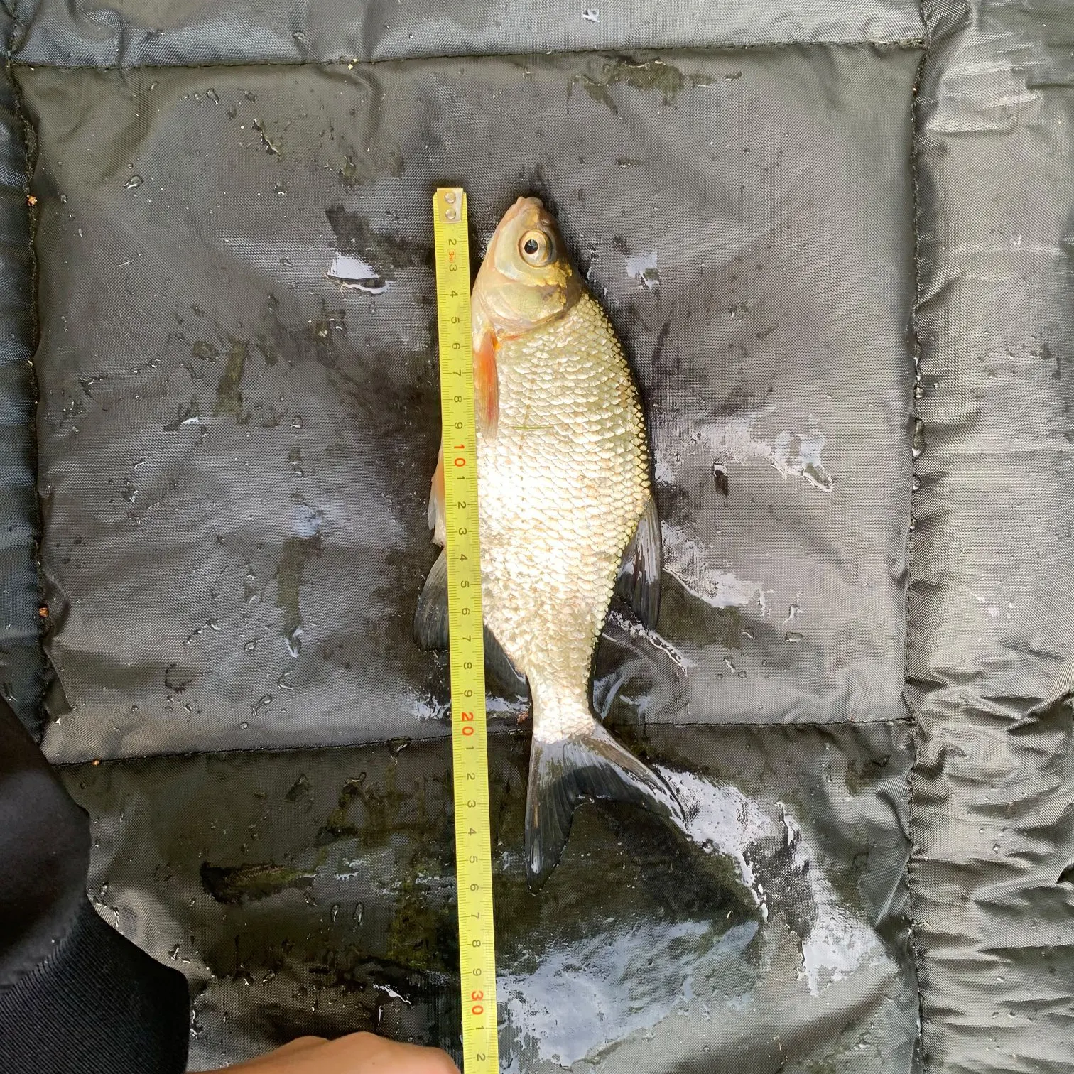 European chub caught on Fishbrain