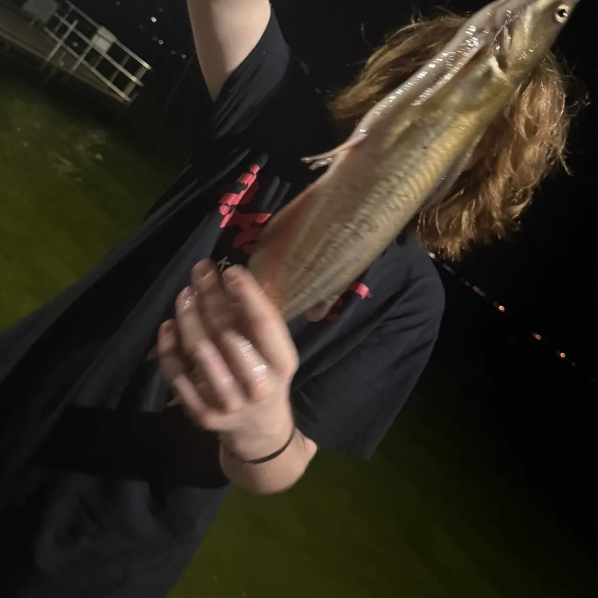 Channel catfish caught on Fishbrain