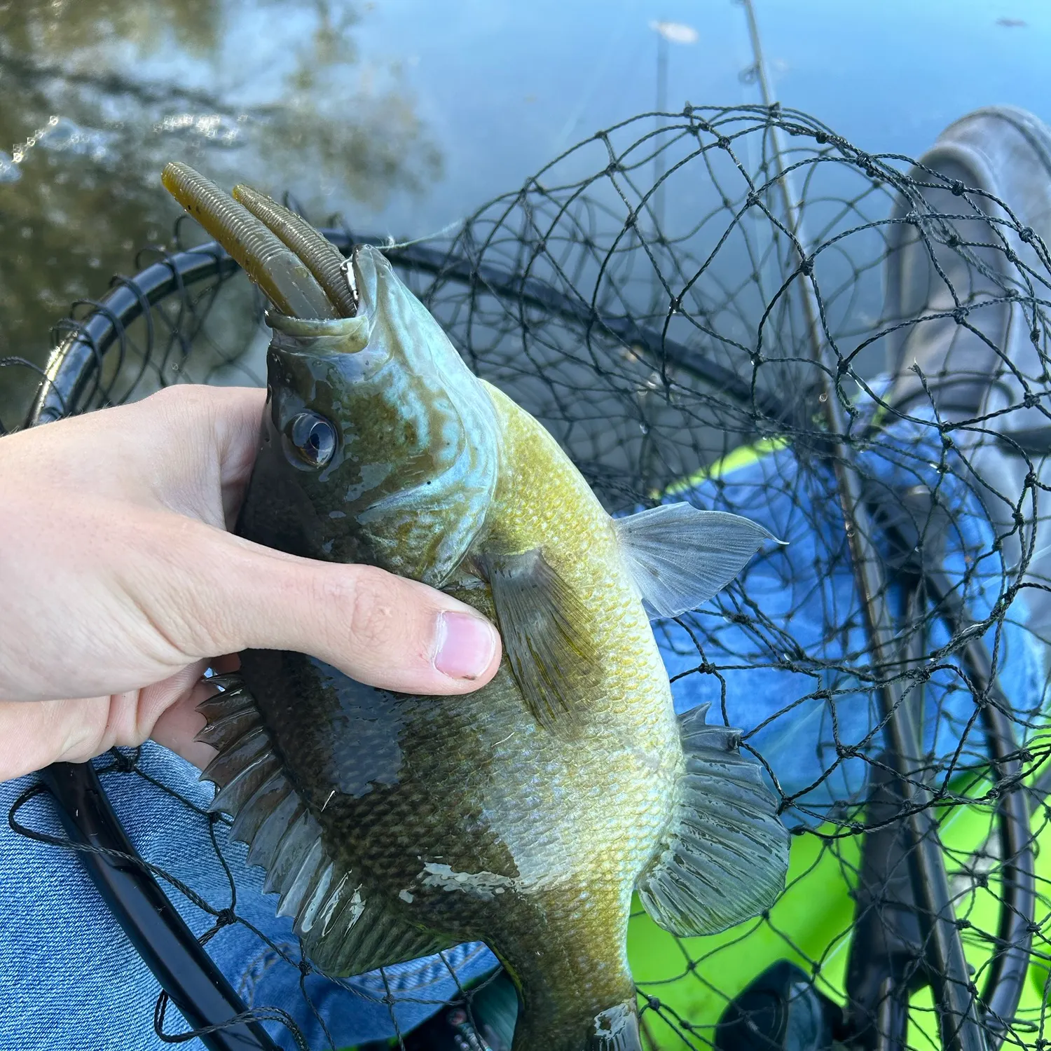 Green sunfish caught on Fishbrain