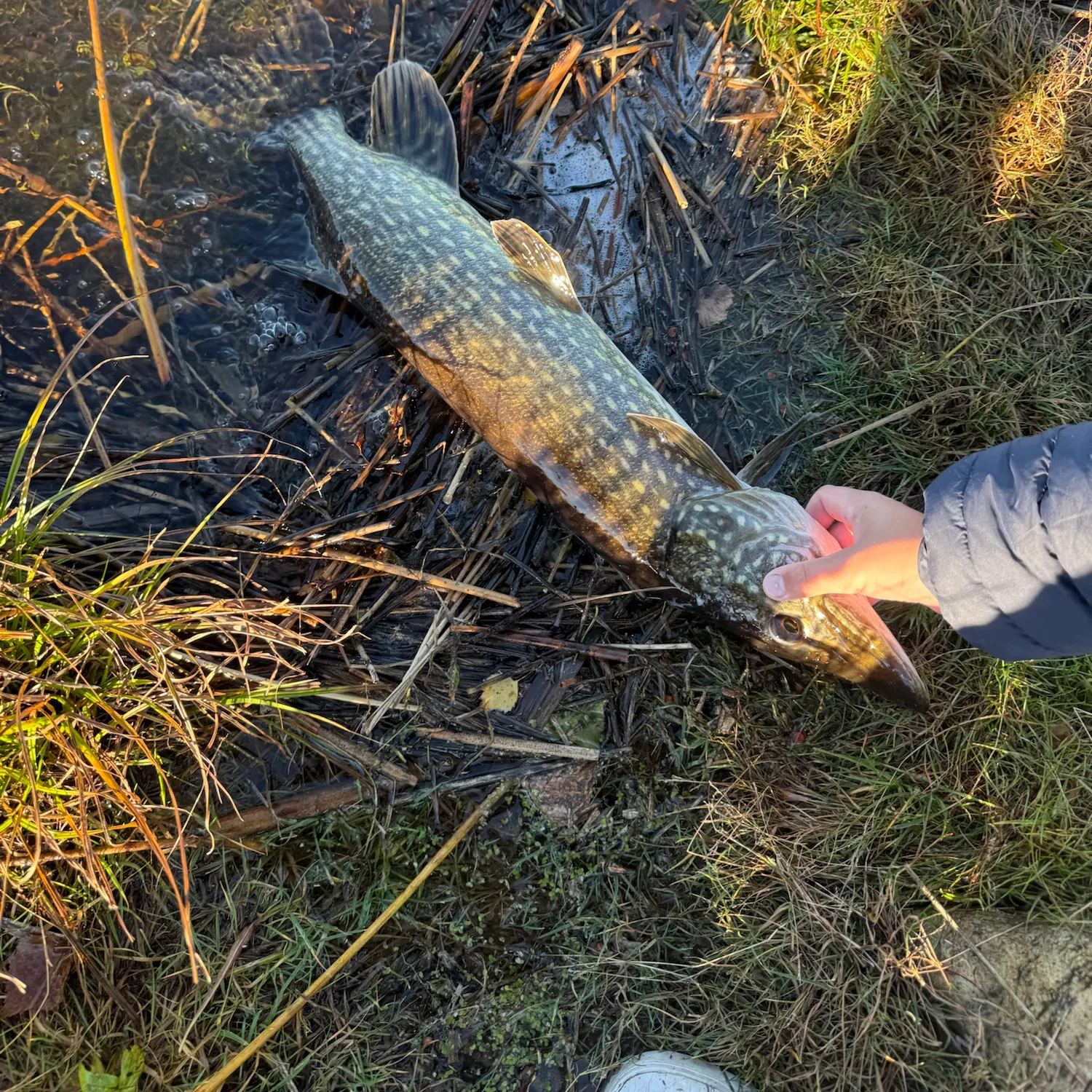 Northern pike caught on Fishbrain