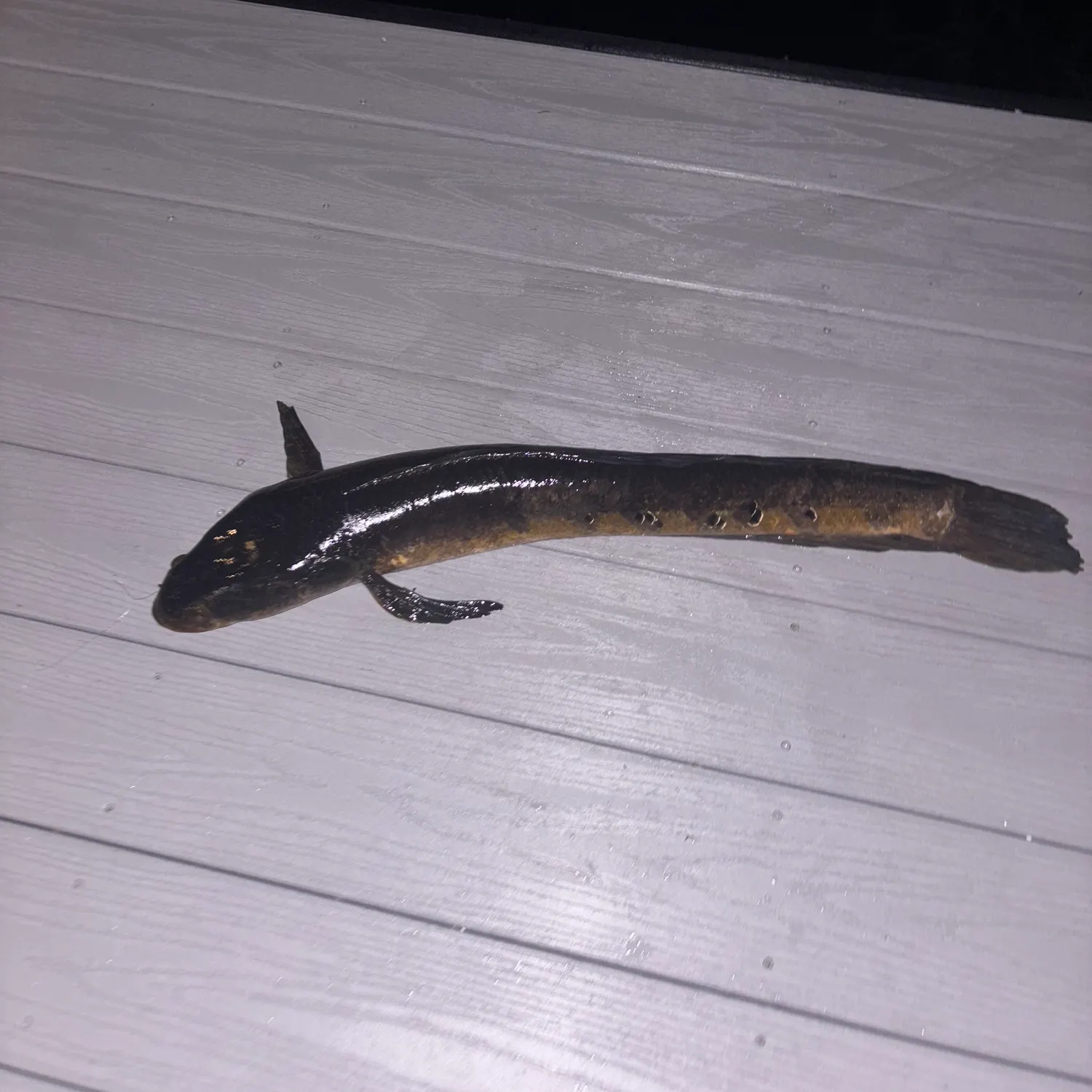 The most recent Small snakehead catches on Fishbrain