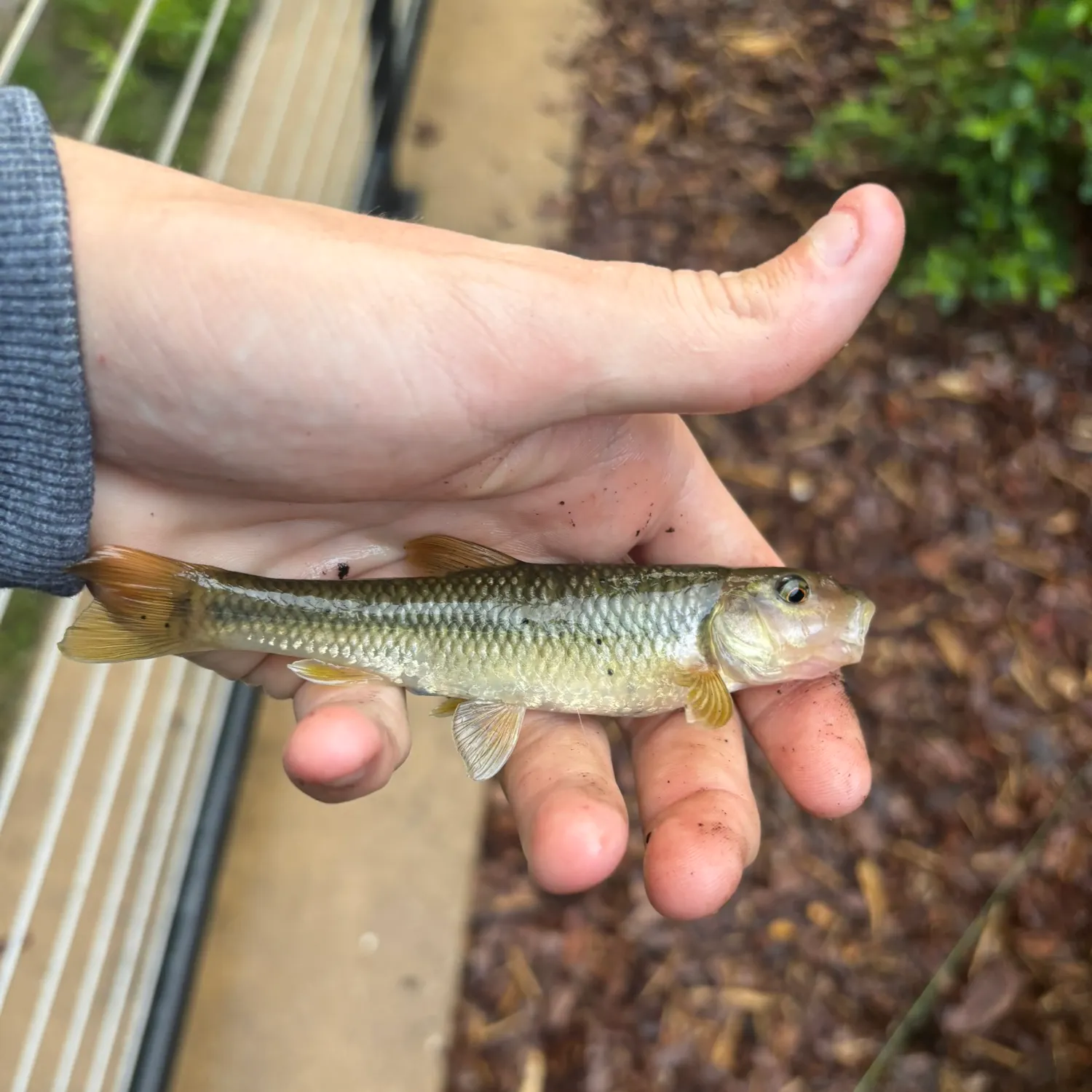 The most recent River chub catches on Fishbrain