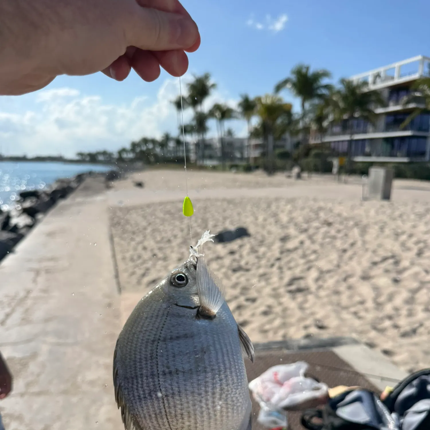 The most recent Spottail seabream catches on Fishbrain