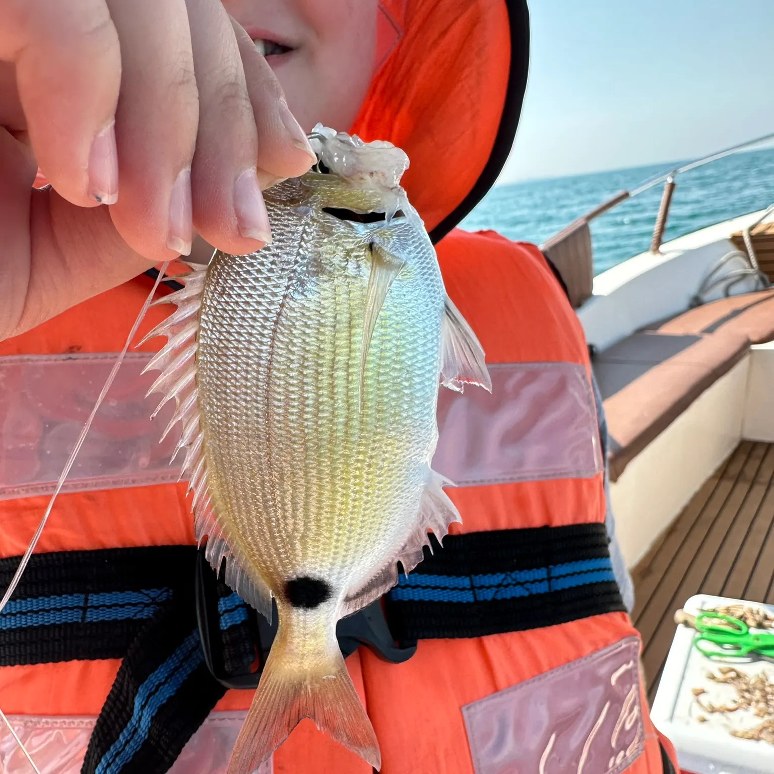The most recent Spottail seabream catches on Fishbrain