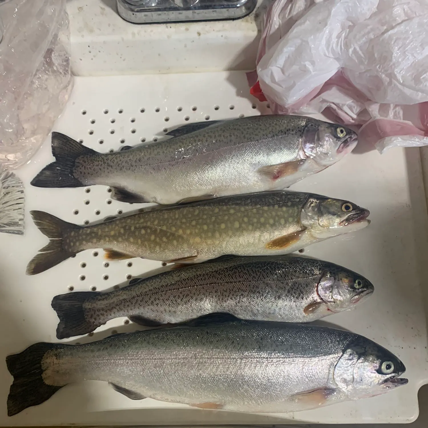 recently logged catches