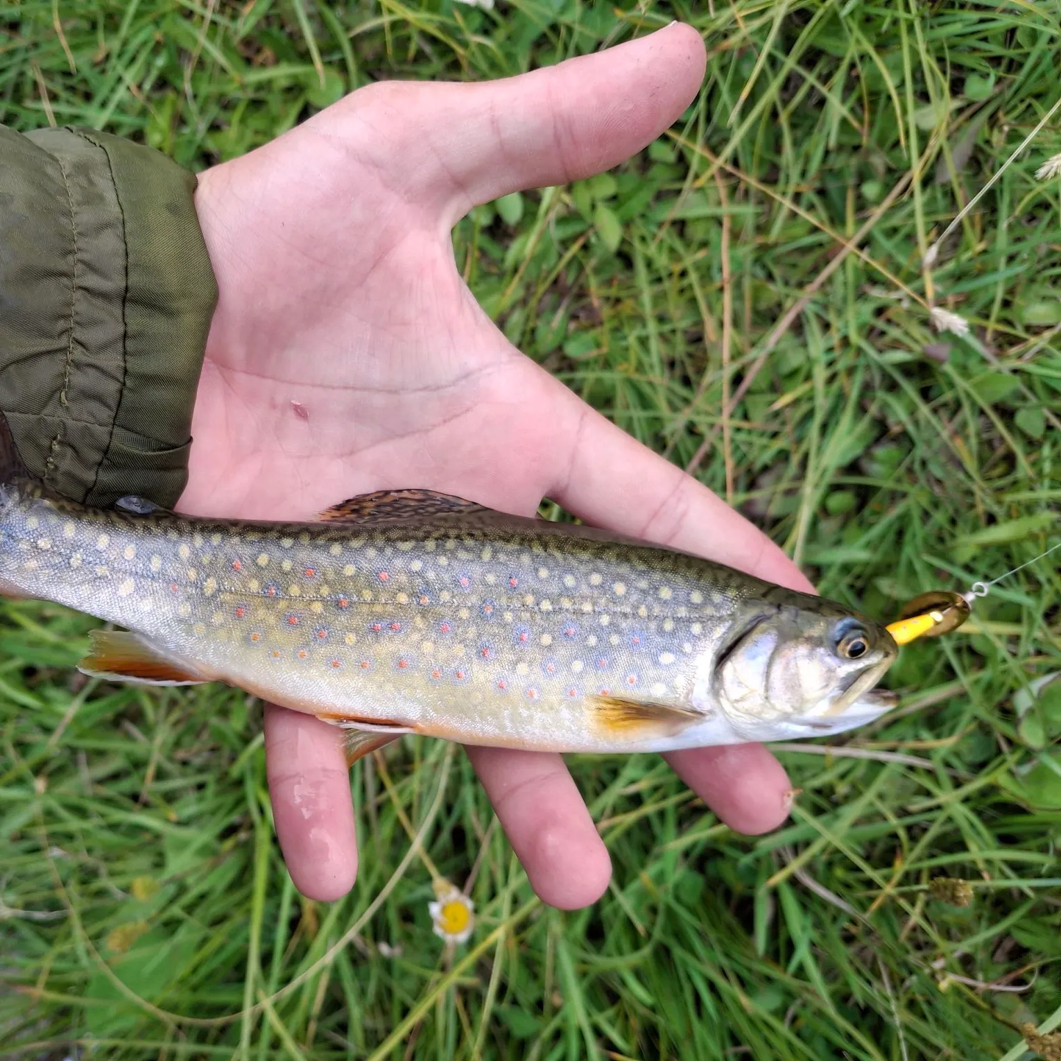 Brook trout caught on Fishbrain