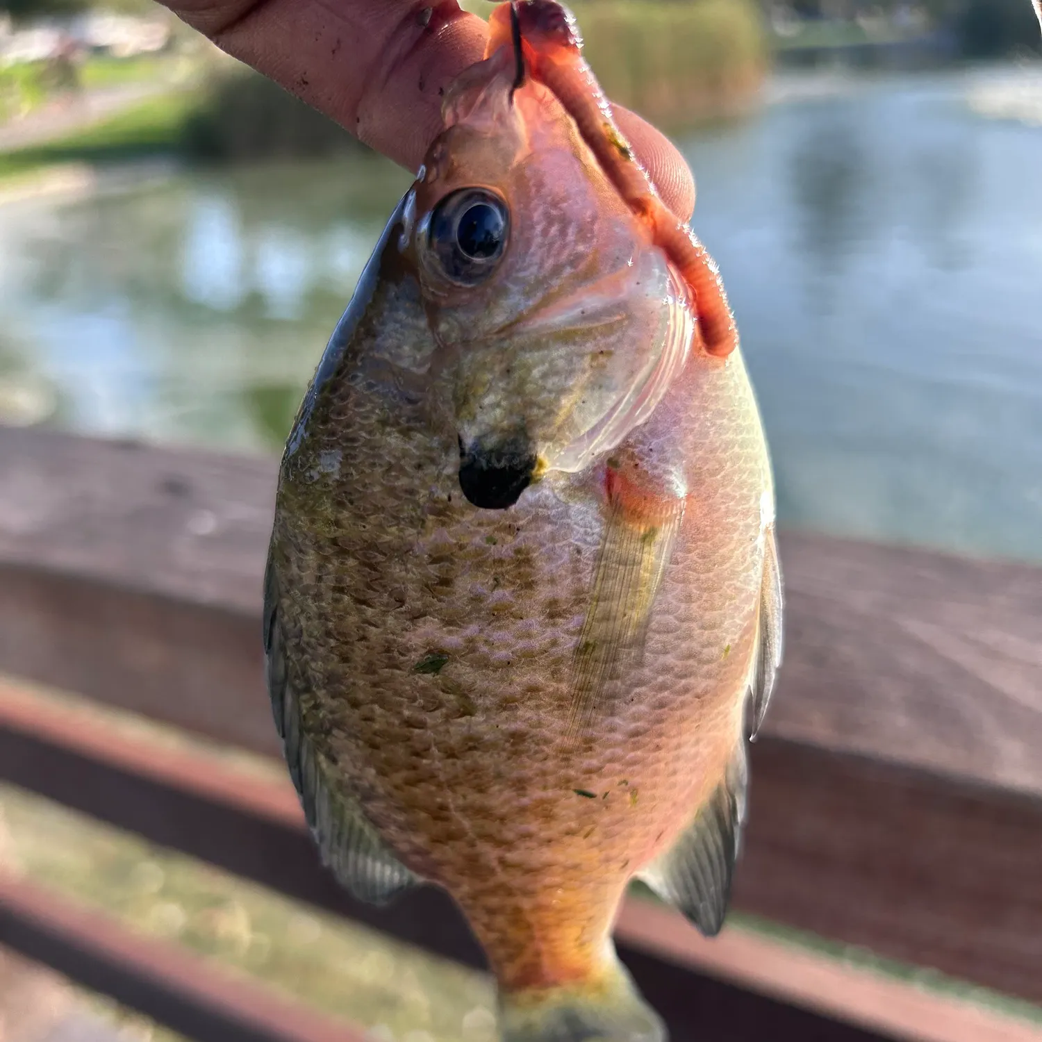 Fish caught on Fishbrain
