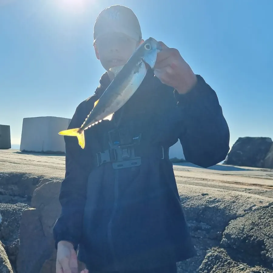 The most recent Blue mackerel catches on Fishbrain